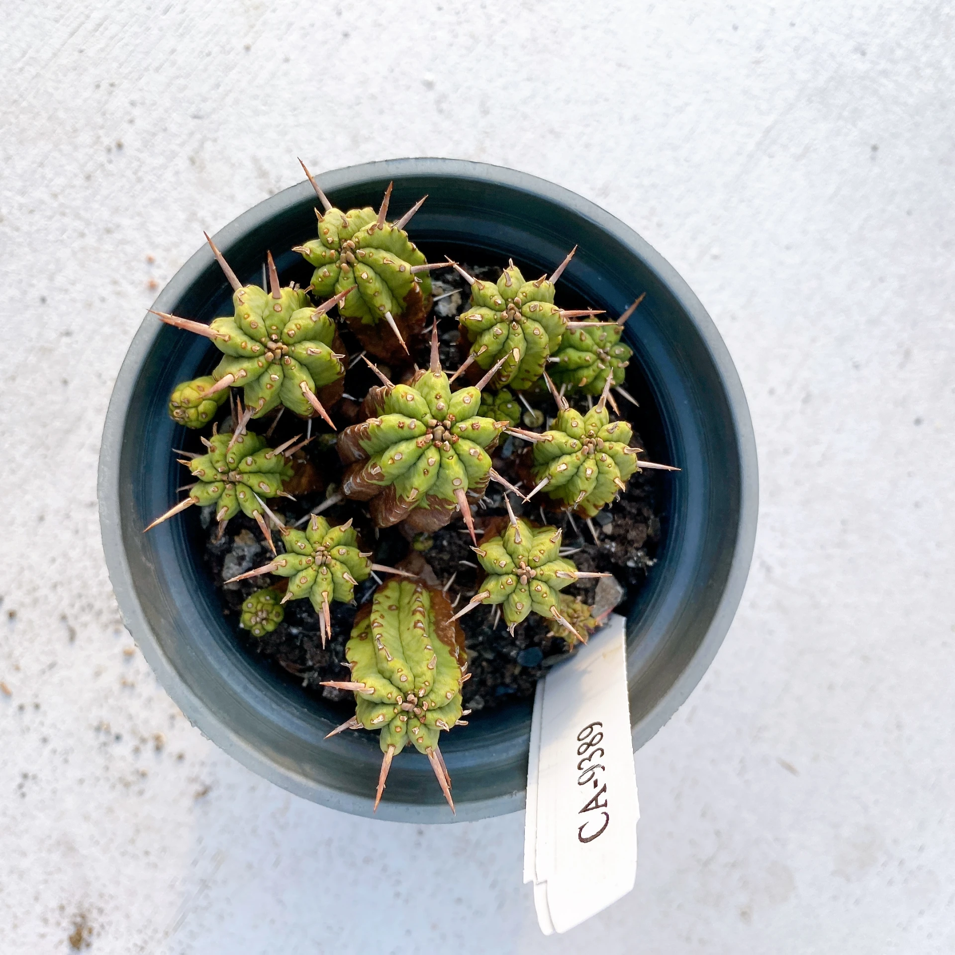紅麒麟/圓麒麟 Euphorbia aggregata CA-9389