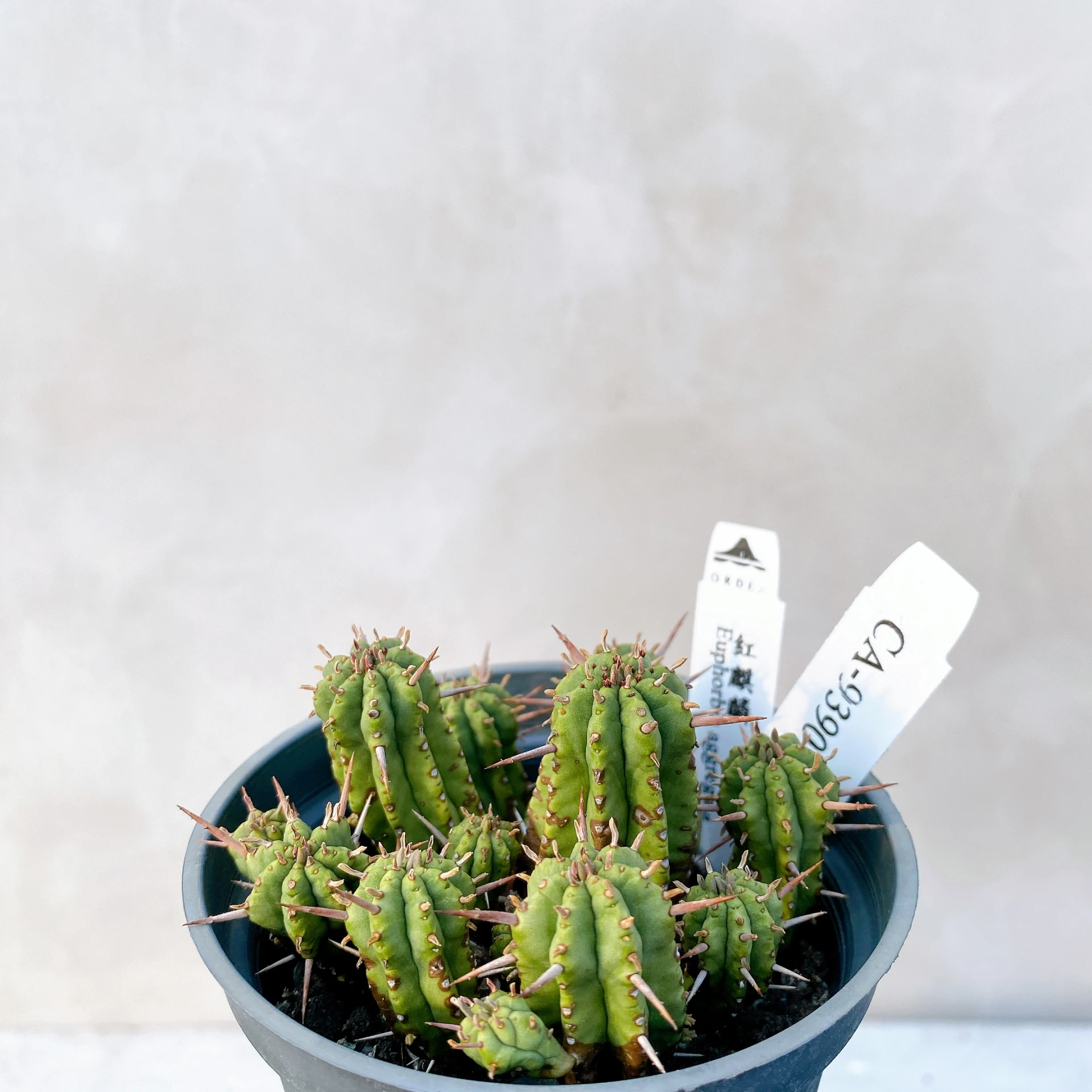 紅麒麟/圓麒麟 Euphorbia aggregata CA-9390