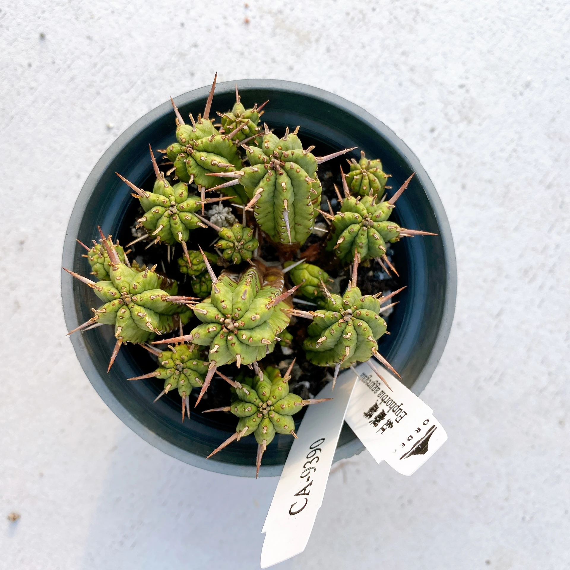 紅麒麟/圓麒麟 Euphorbia aggregata CA-9390