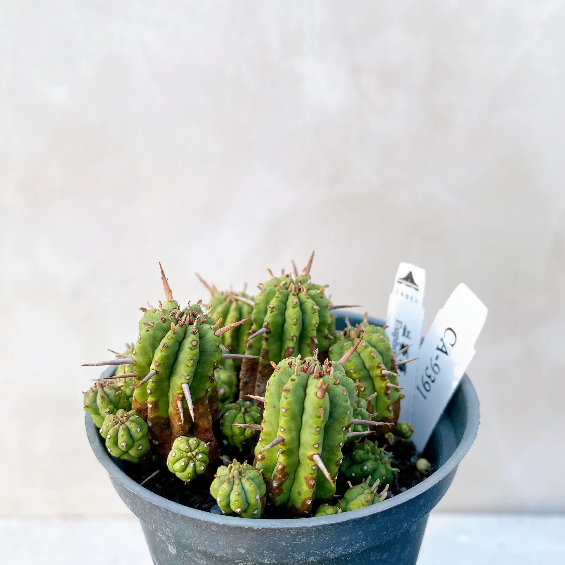 紅麒麟/圓麒麟 Euphorbia aggregata CA-9391