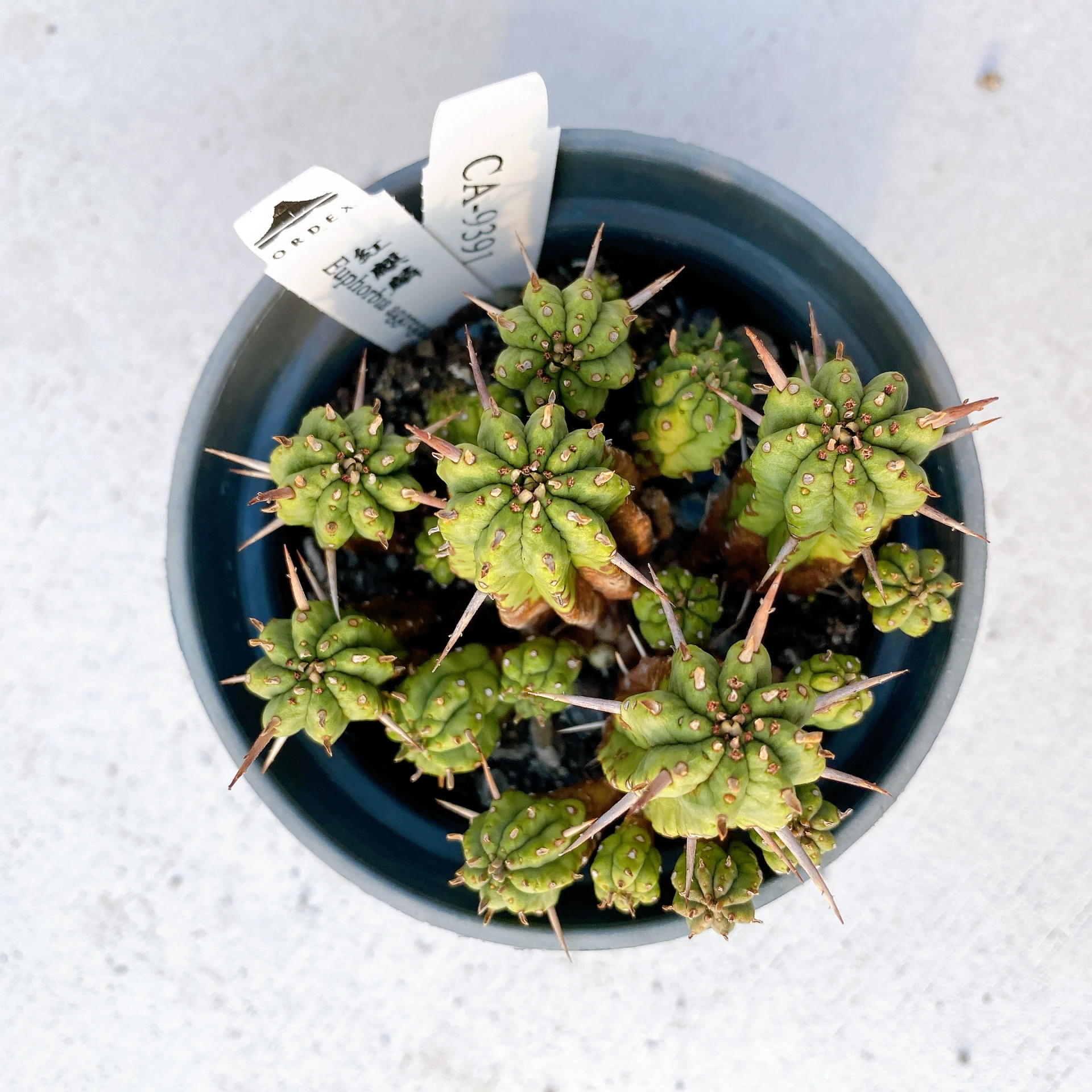 紅麒麟/圓麒麟 Euphorbia aggregata CA-9391