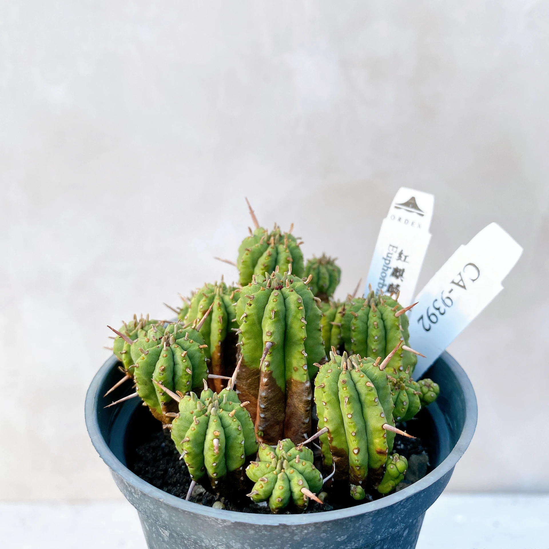 紅麒麟/圓麒麟 Euphorbia aggregata CA-9392
