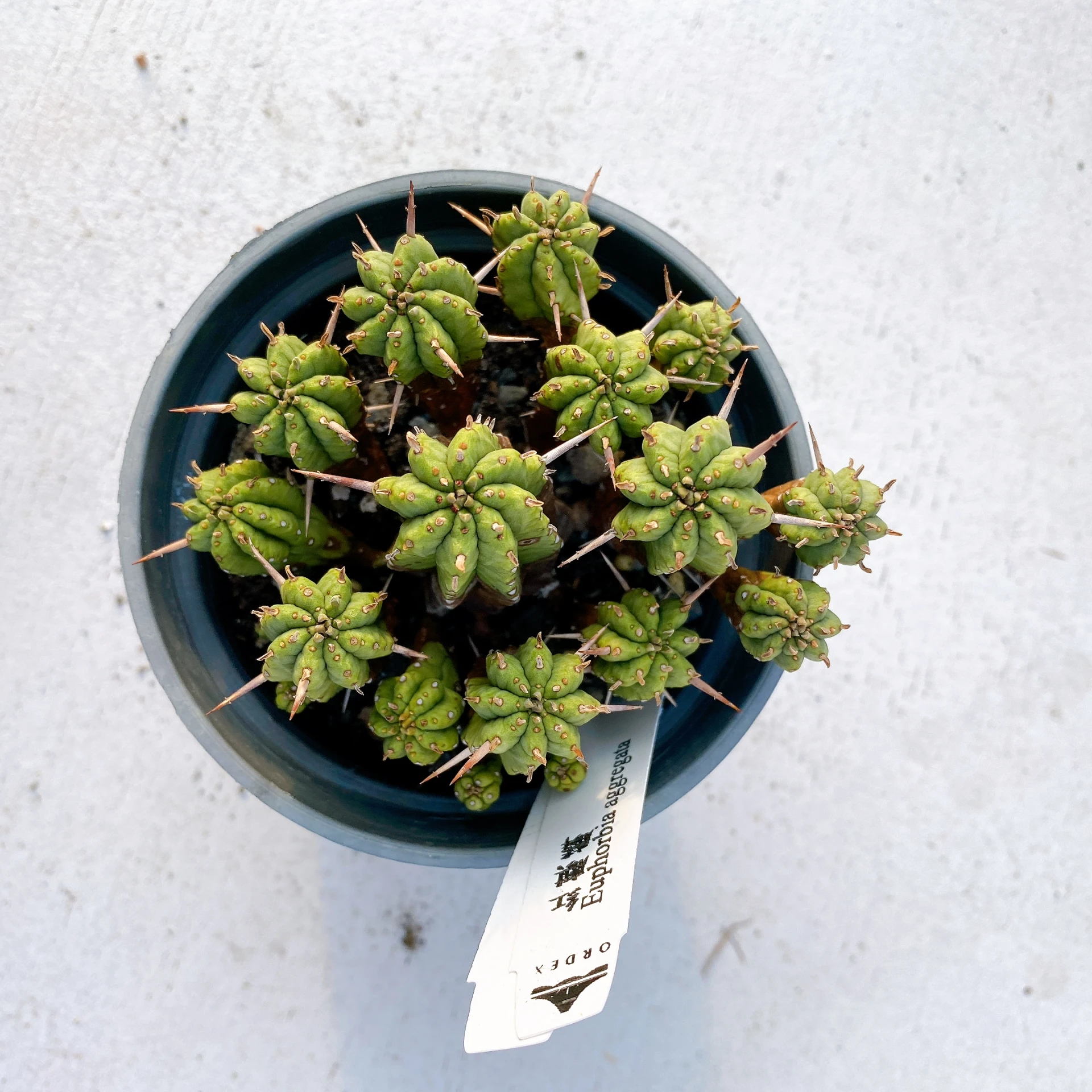 紅麒麟/圓麒麟 Euphorbia aggregata CA-9392