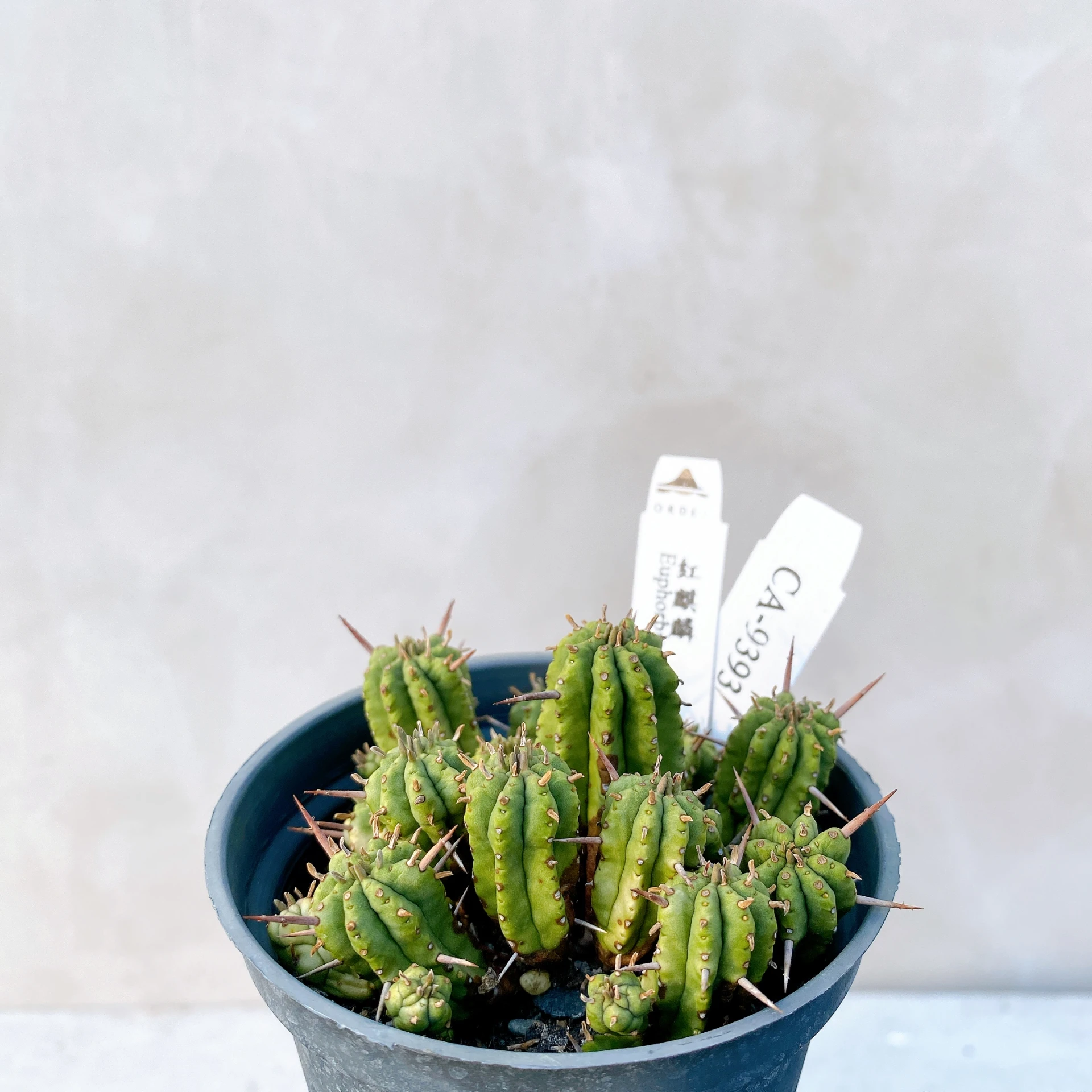 紅麒麟/圓麒麟 Euphorbia aggregata CA-9393