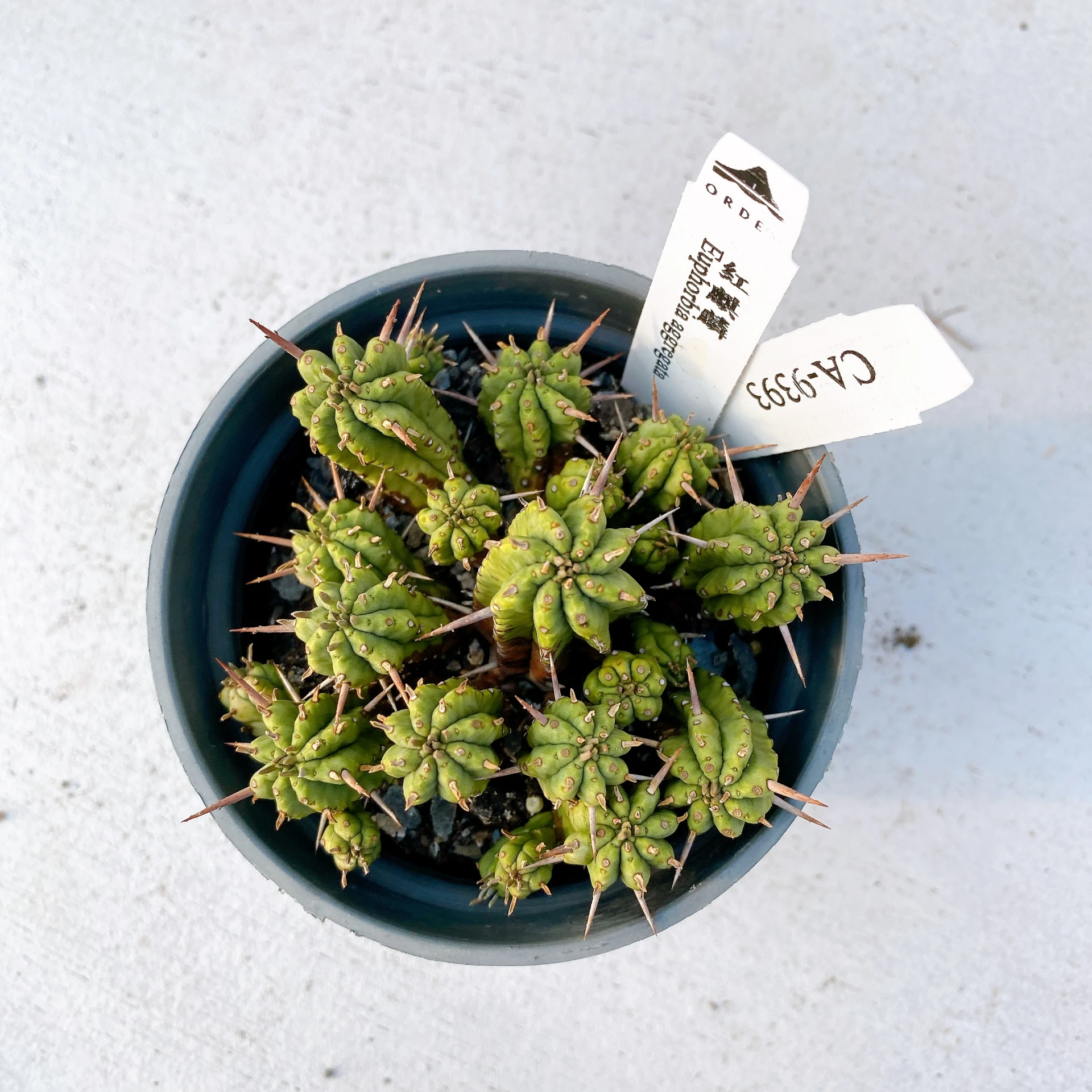紅麒麟/圓麒麟 Euphorbia aggregata CA-9393