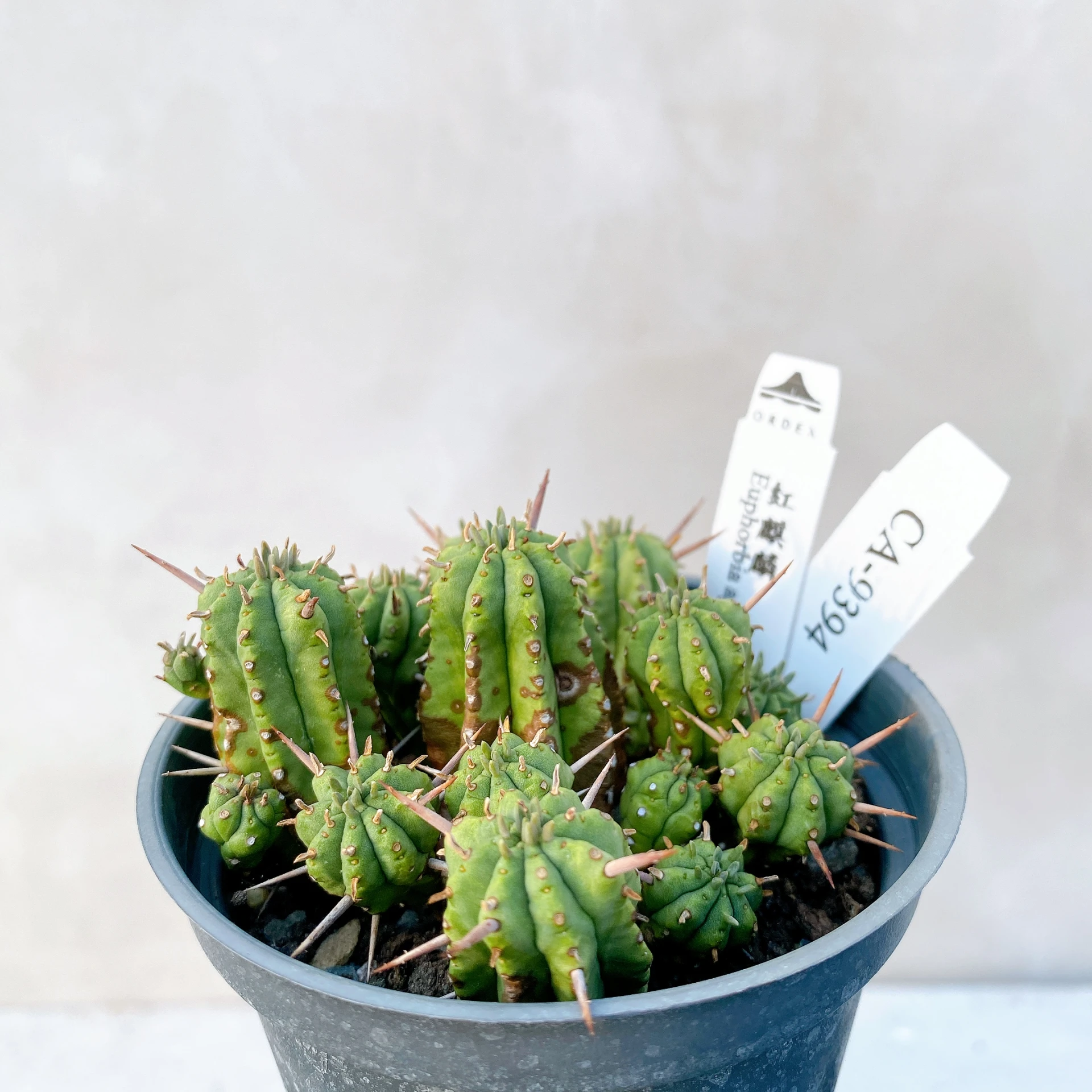 紅麒麟/圓麒麟 Euphorbia aggregata CA-9394