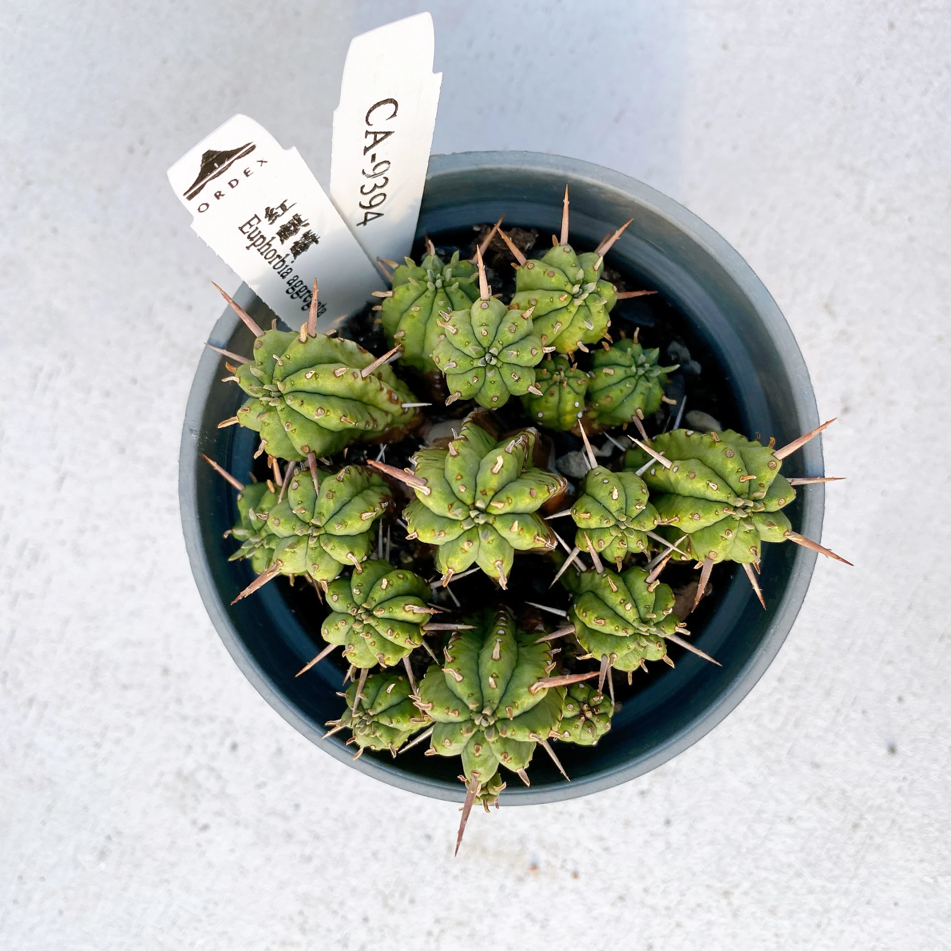 紅麒麟/圓麒麟 Euphorbia aggregata CA-9394