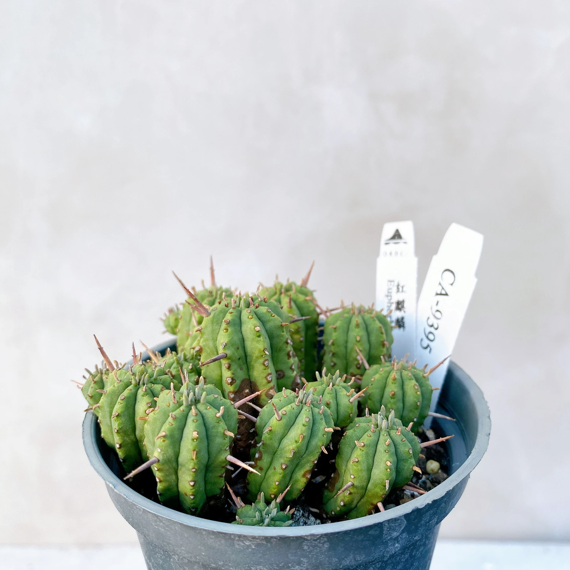 紅麒麟/圓麒麟 Euphorbia aggregata CA-9395