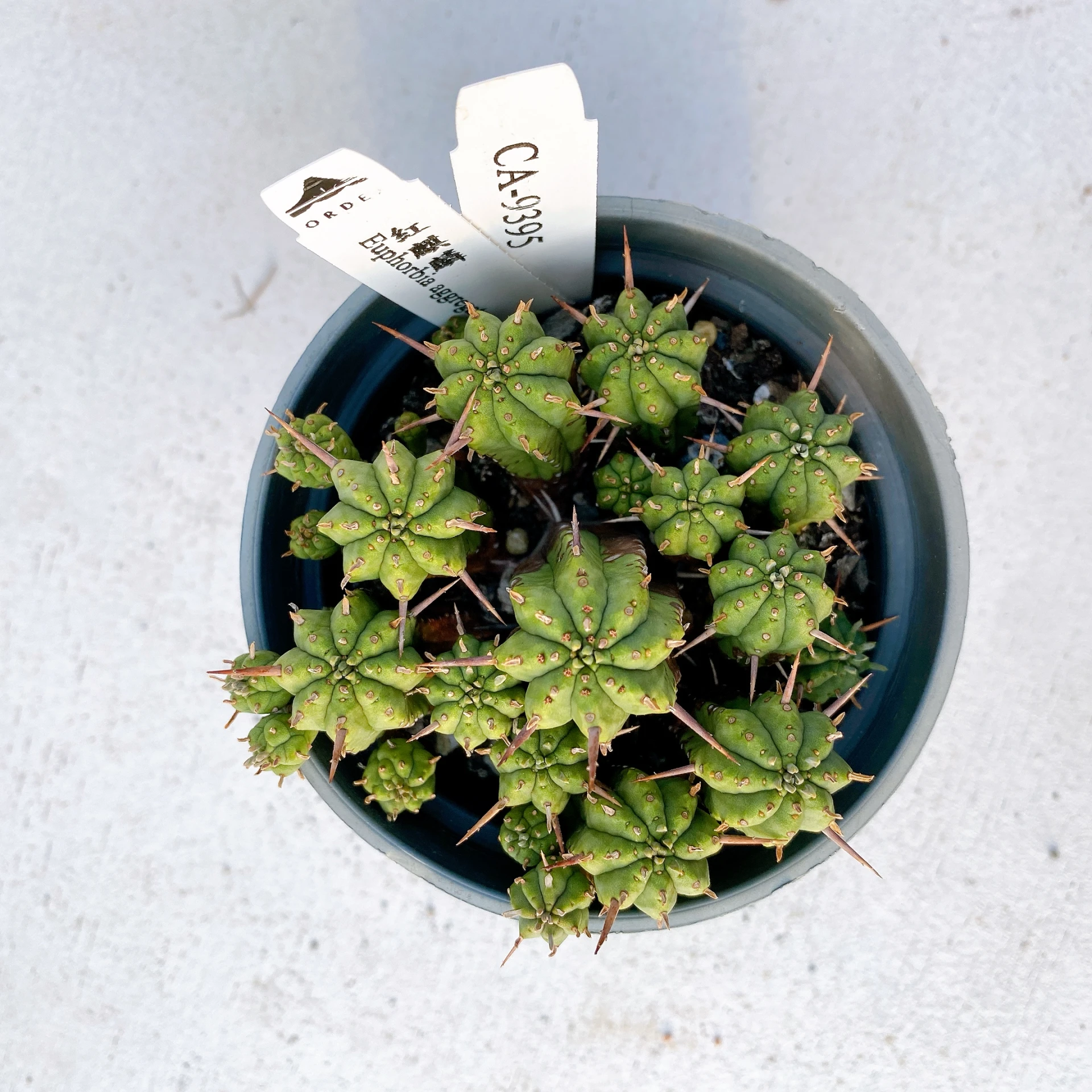 紅麒麟/圓麒麟 Euphorbia aggregata CA-9395