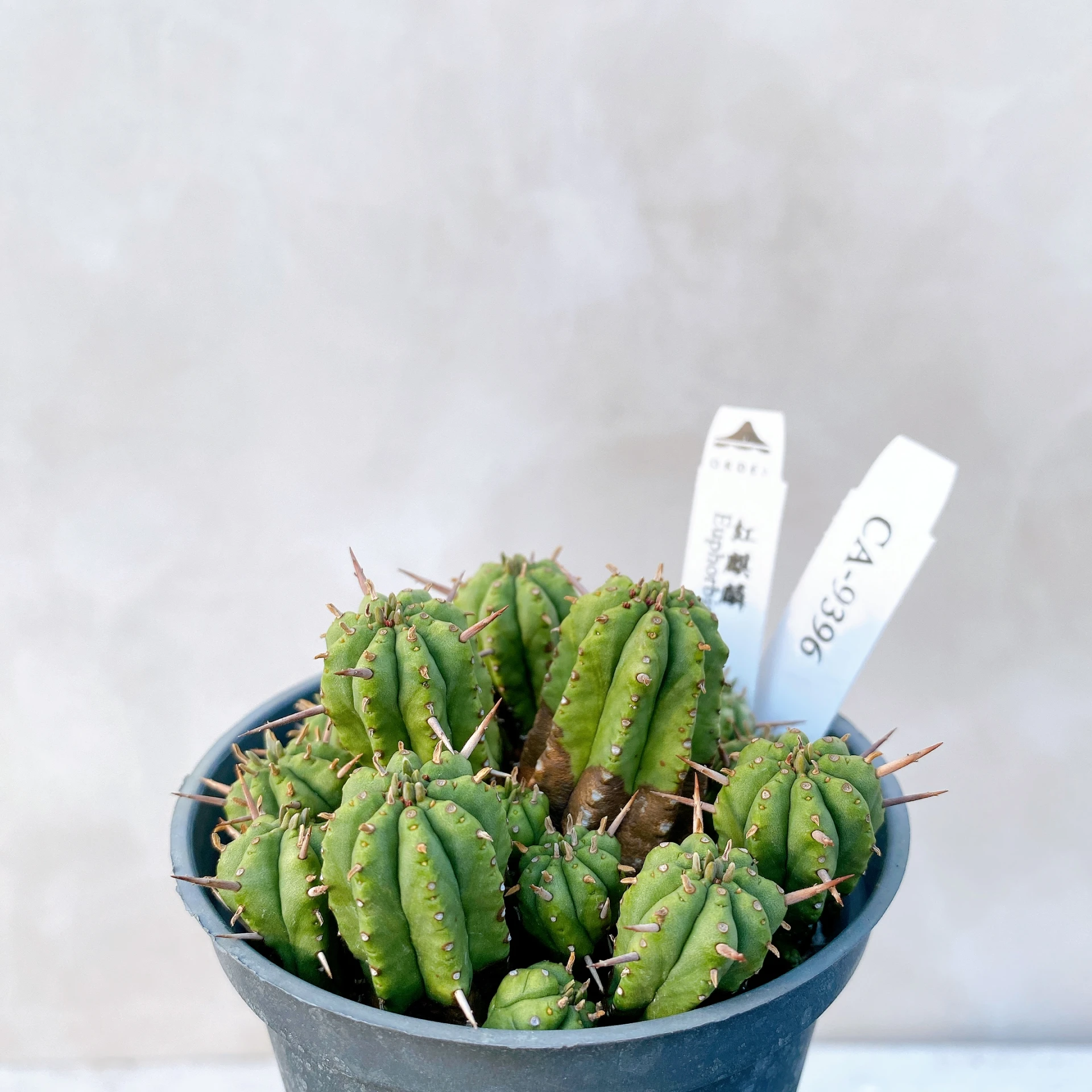 紅麒麟/圓麒麟 Euphorbia aggregata CA-9396