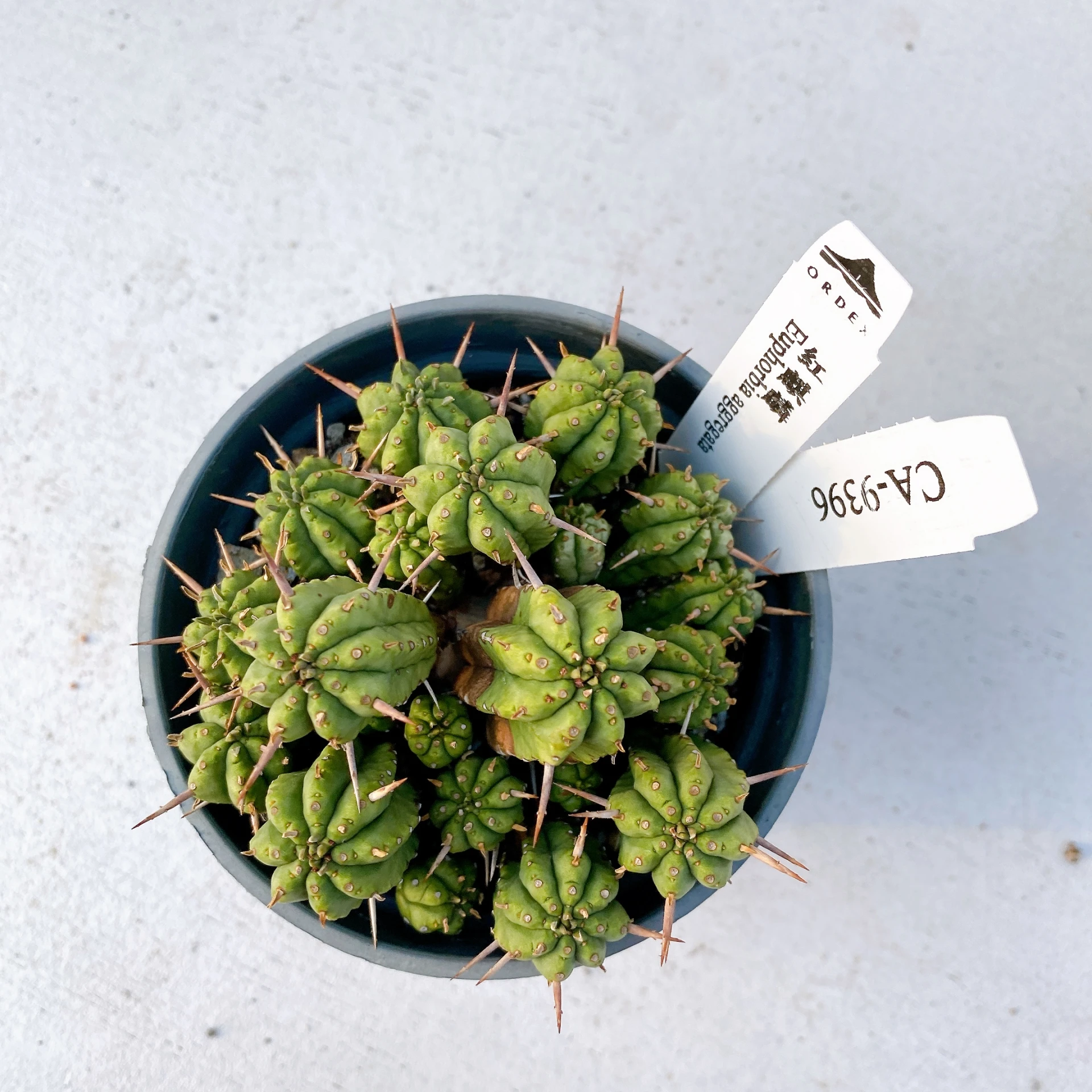 紅麒麟/圓麒麟 Euphorbia aggregata CA-9396