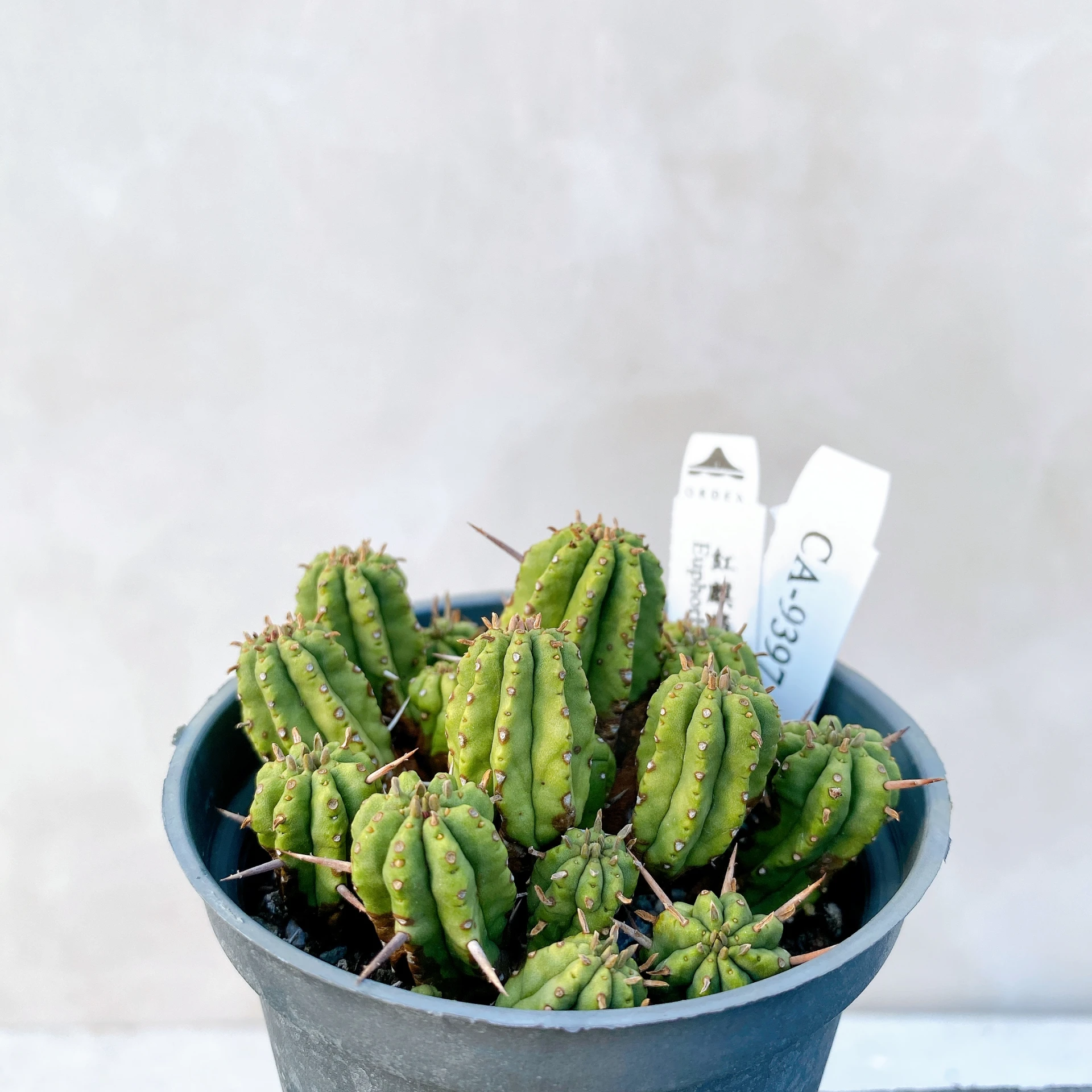 紅麒麟/圓麒麟 Euphorbia aggregata CA-9397