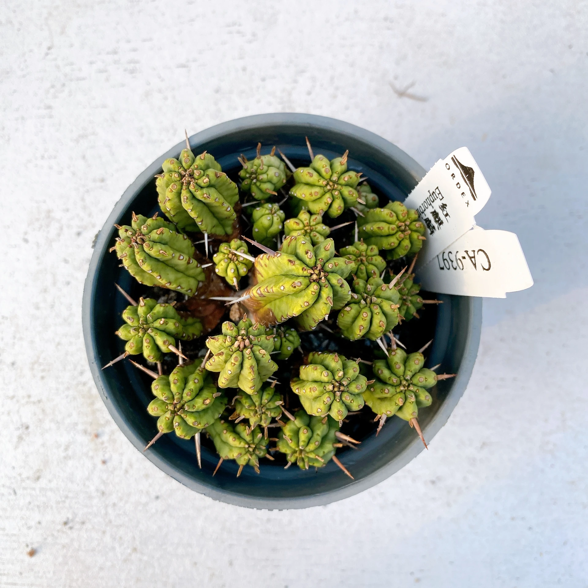 紅麒麟/圓麒麟 Euphorbia aggregata CA-9397