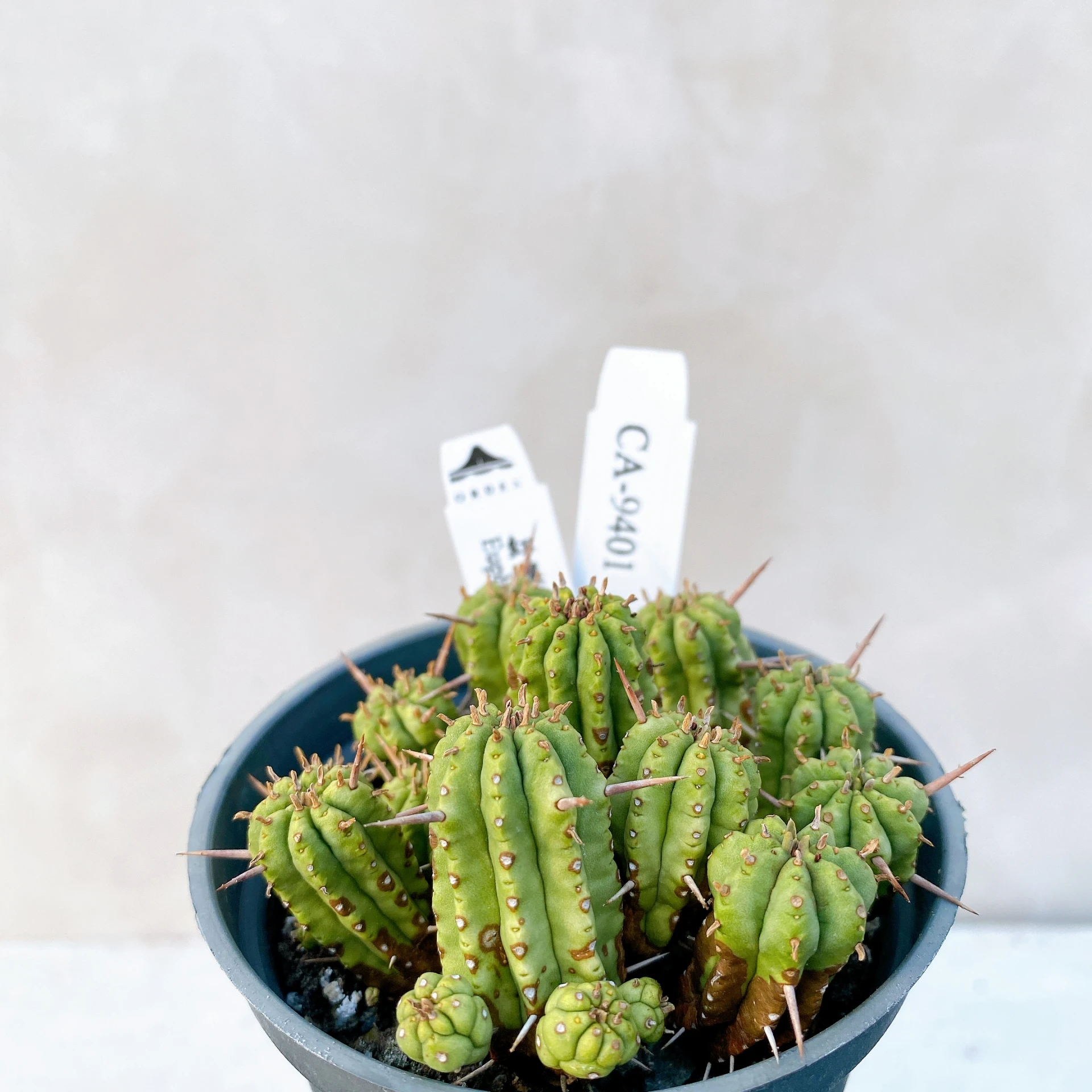 紅麒麟/圓麒麟 Euphorbia aggregata CA-9401