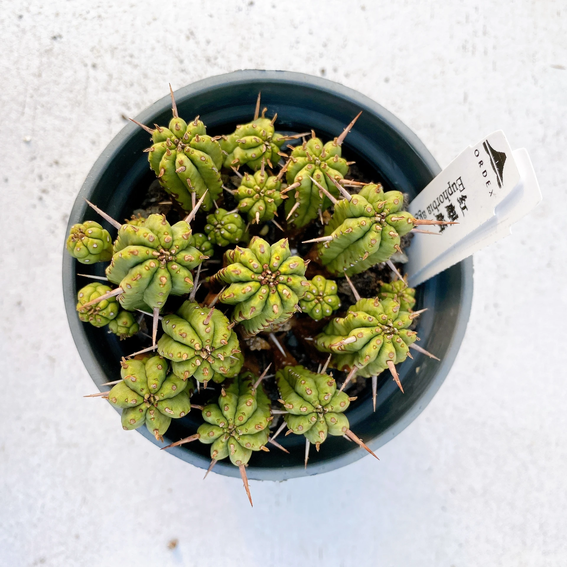 紅麒麟/圓麒麟 Euphorbia aggregata CA-9401