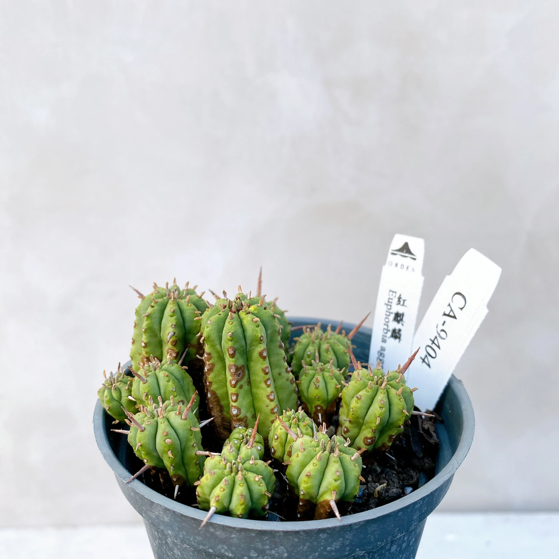 紅麒麟/圓麒麟 Euphorbia aggregata CA-9404