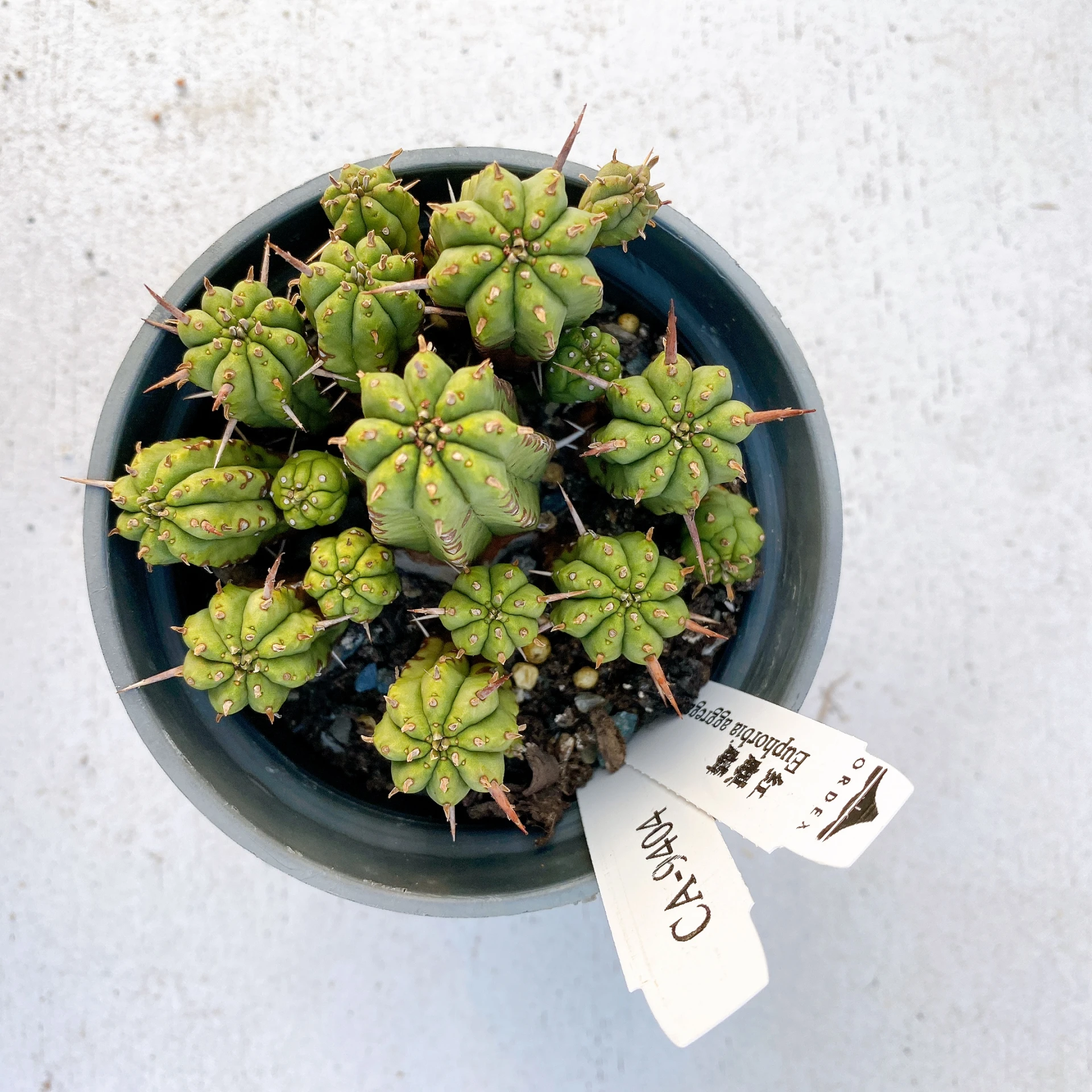 紅麒麟/圓麒麟 Euphorbia aggregata CA-9404