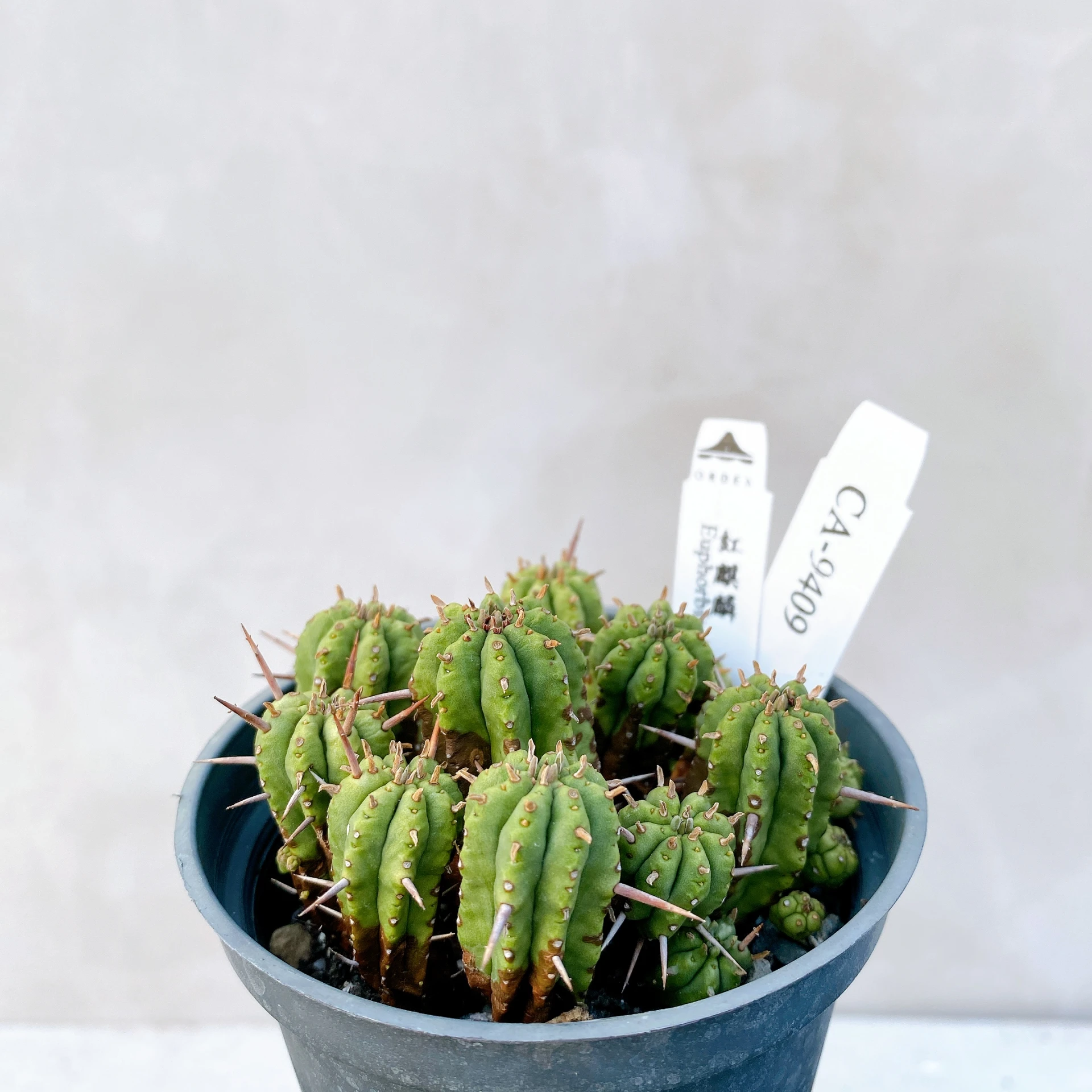 紅麒麟/圓麒麟 Euphorbia aggregata CA-9409