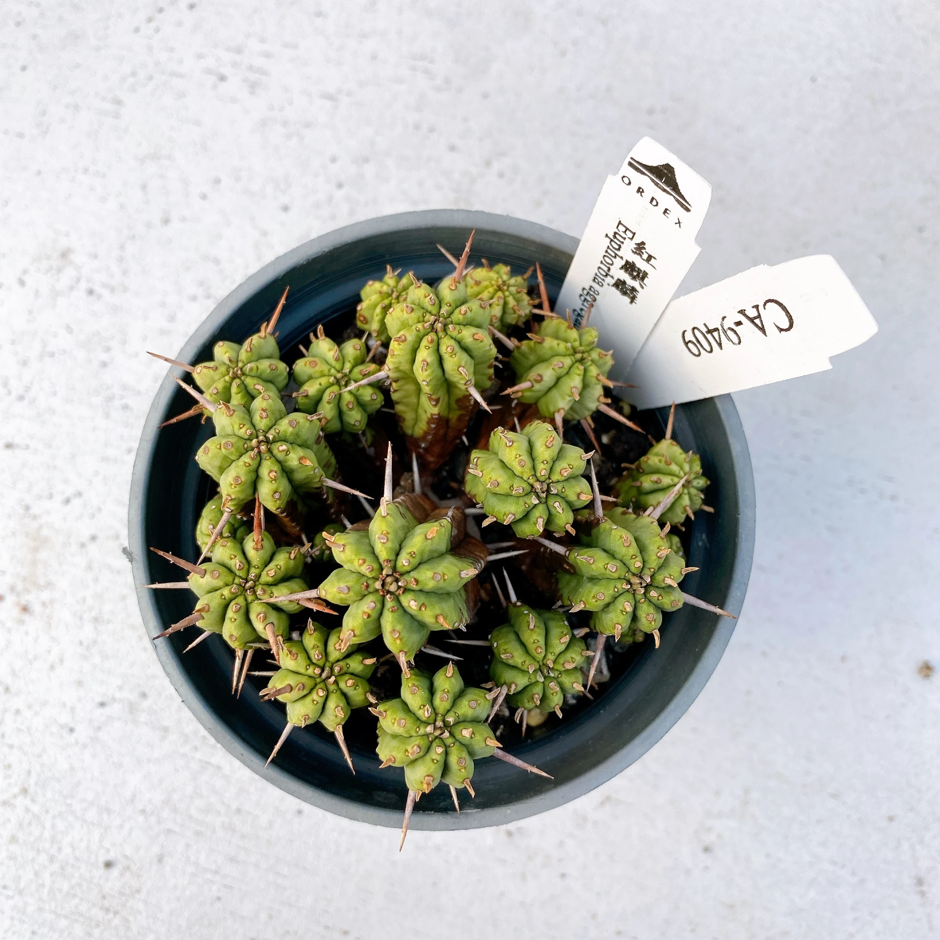 紅麒麟/圓麒麟 Euphorbia aggregata CA-9409