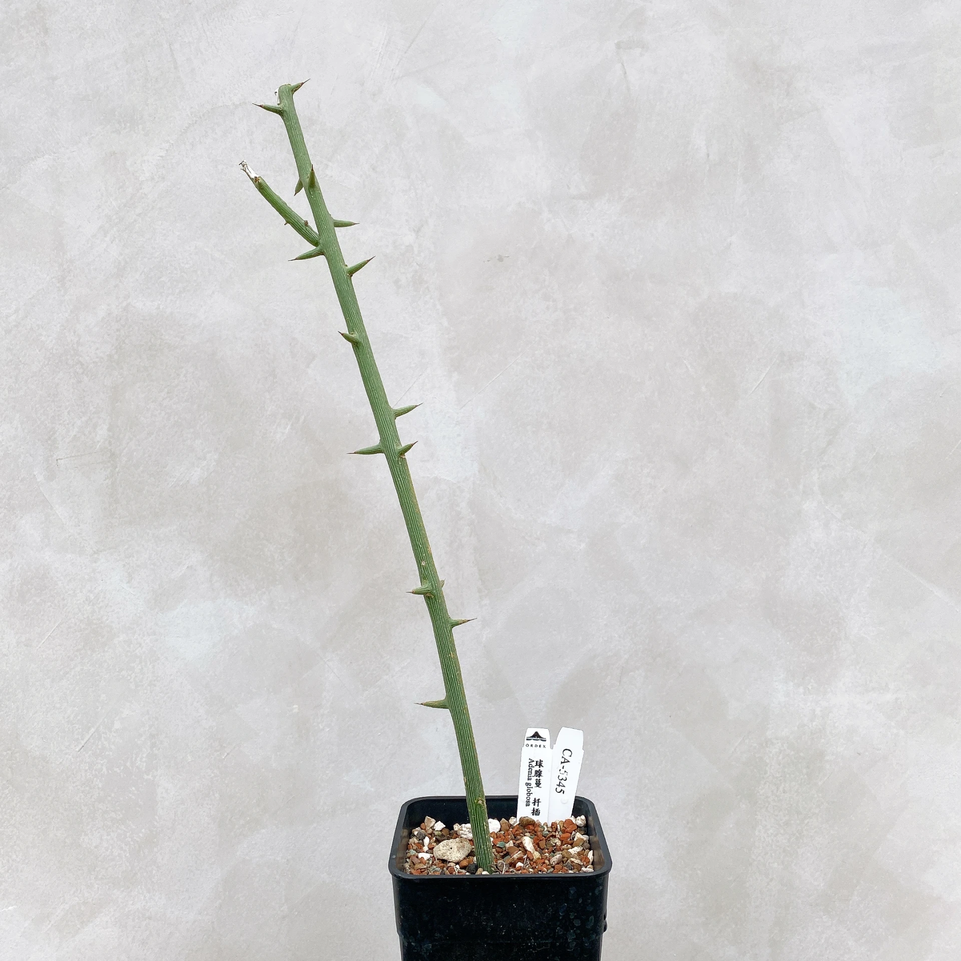 球腺蔓 Adenia globosa CA-5345