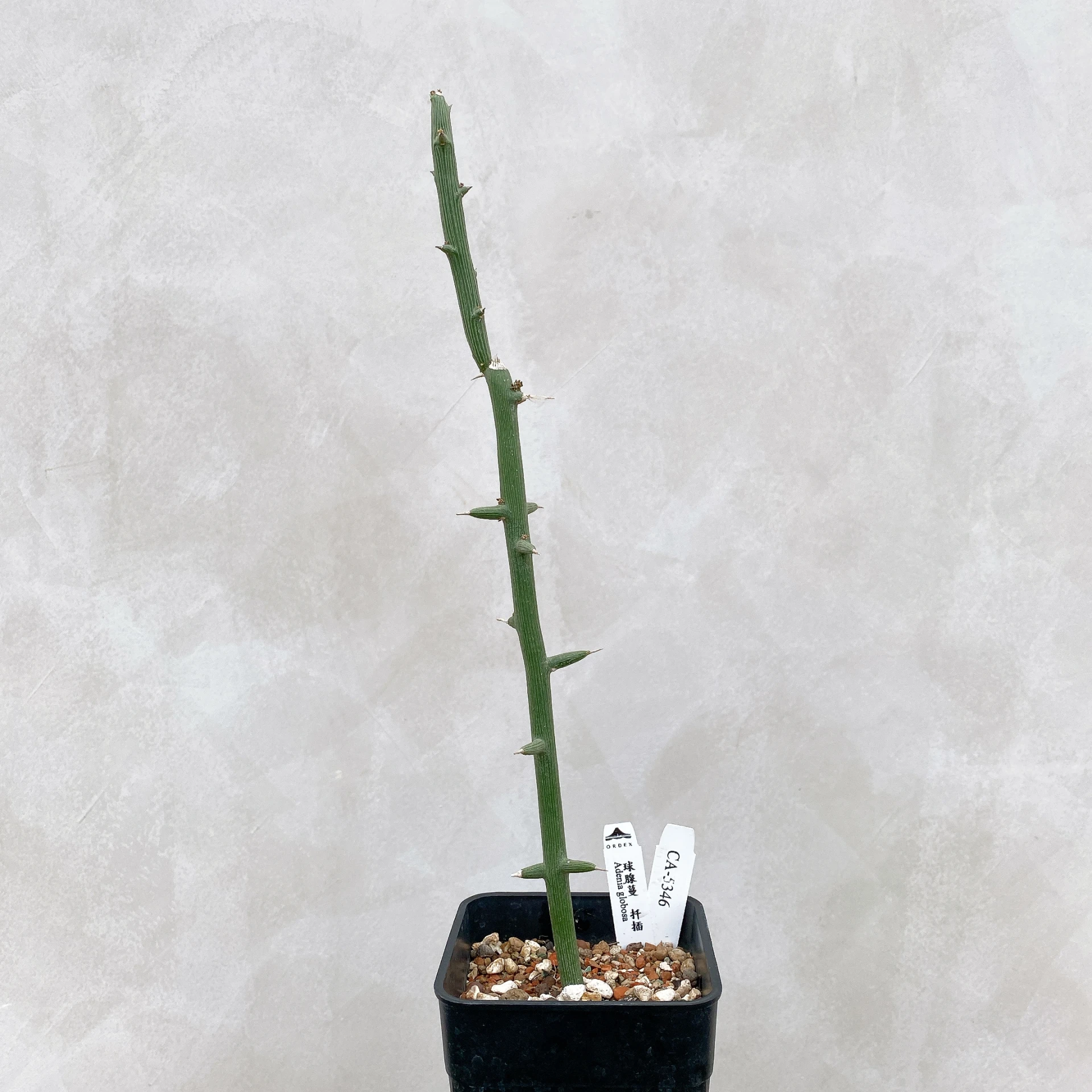 球腺蔓 Adenia globosa CA-5346