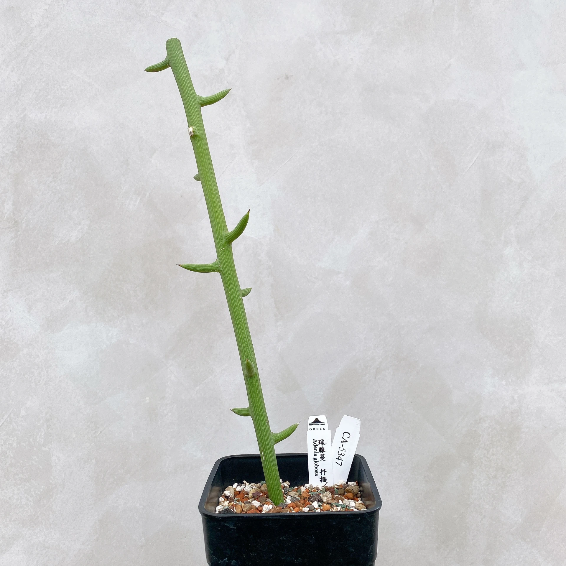 球腺蔓 Adenia globosa CA-5347