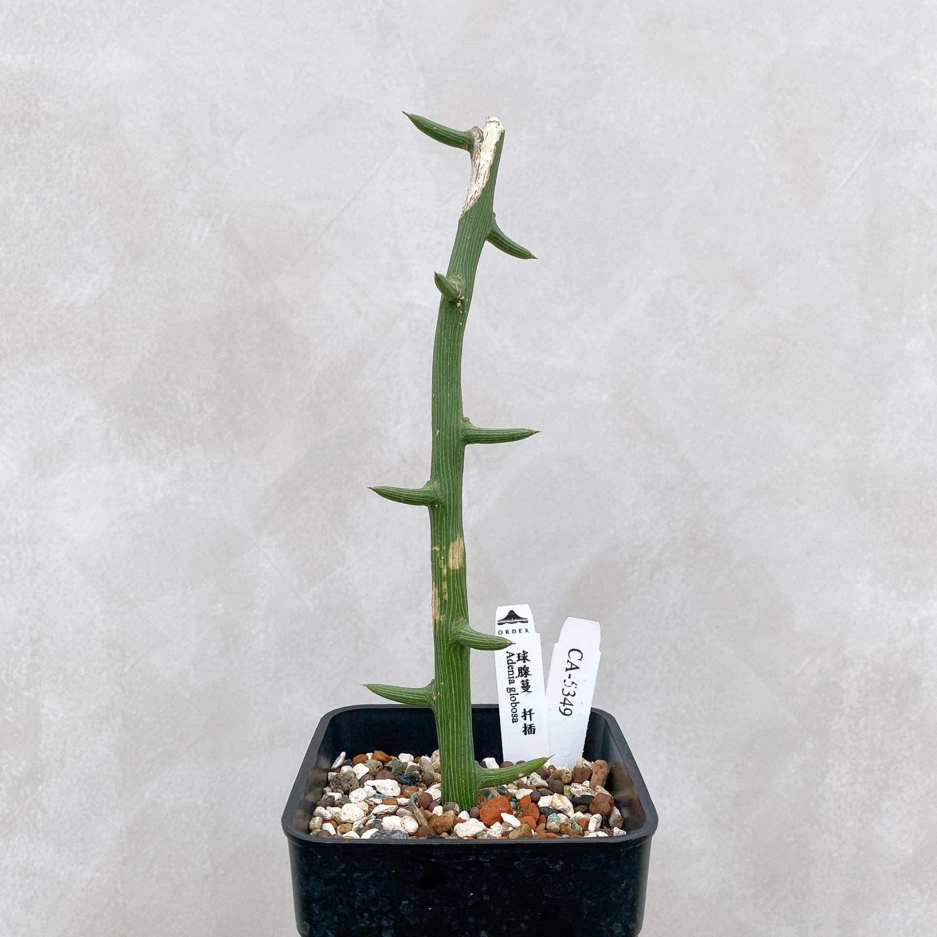 球腺蔓 Adenia globosa CA-5349
