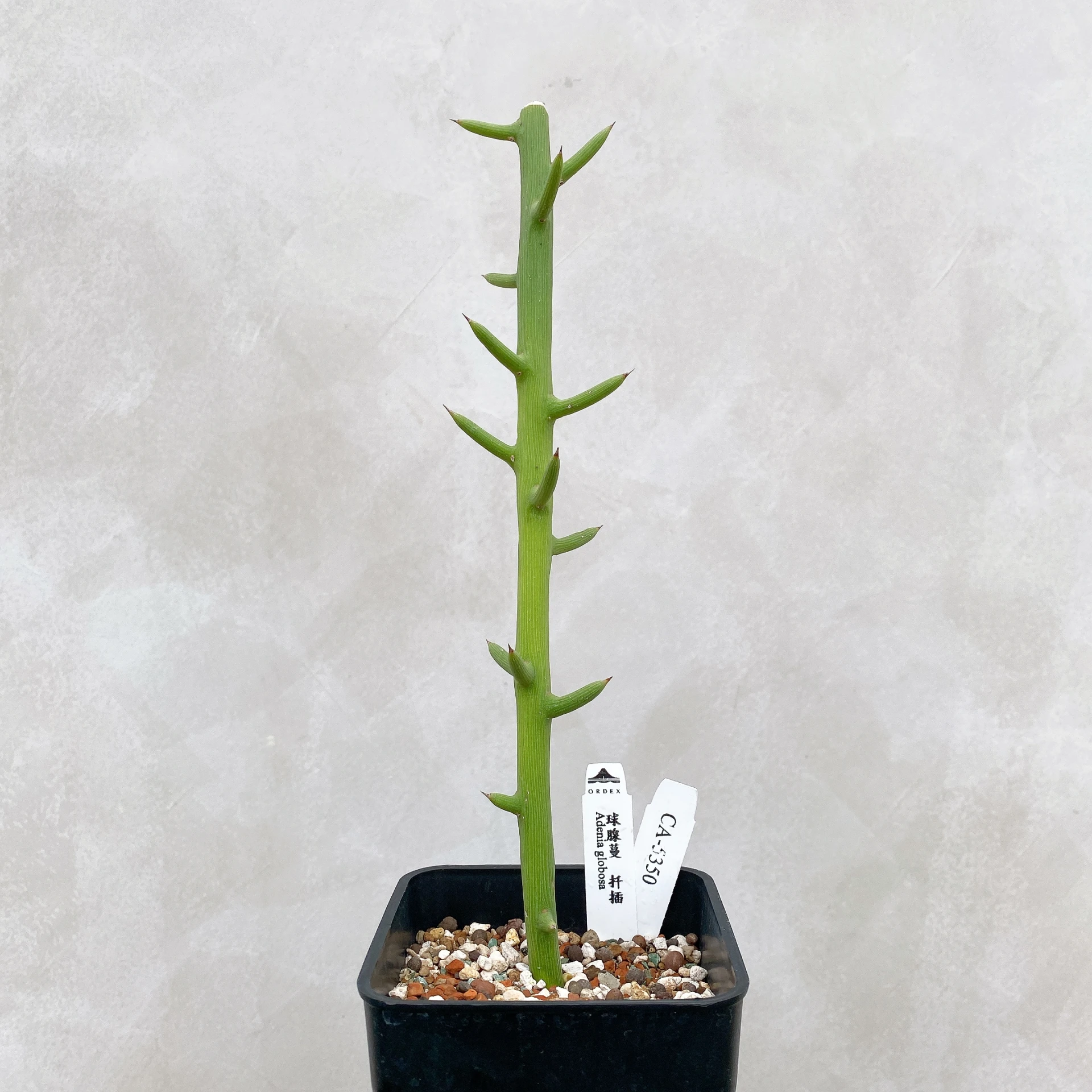球腺蔓 Adenia globosa CA-5350