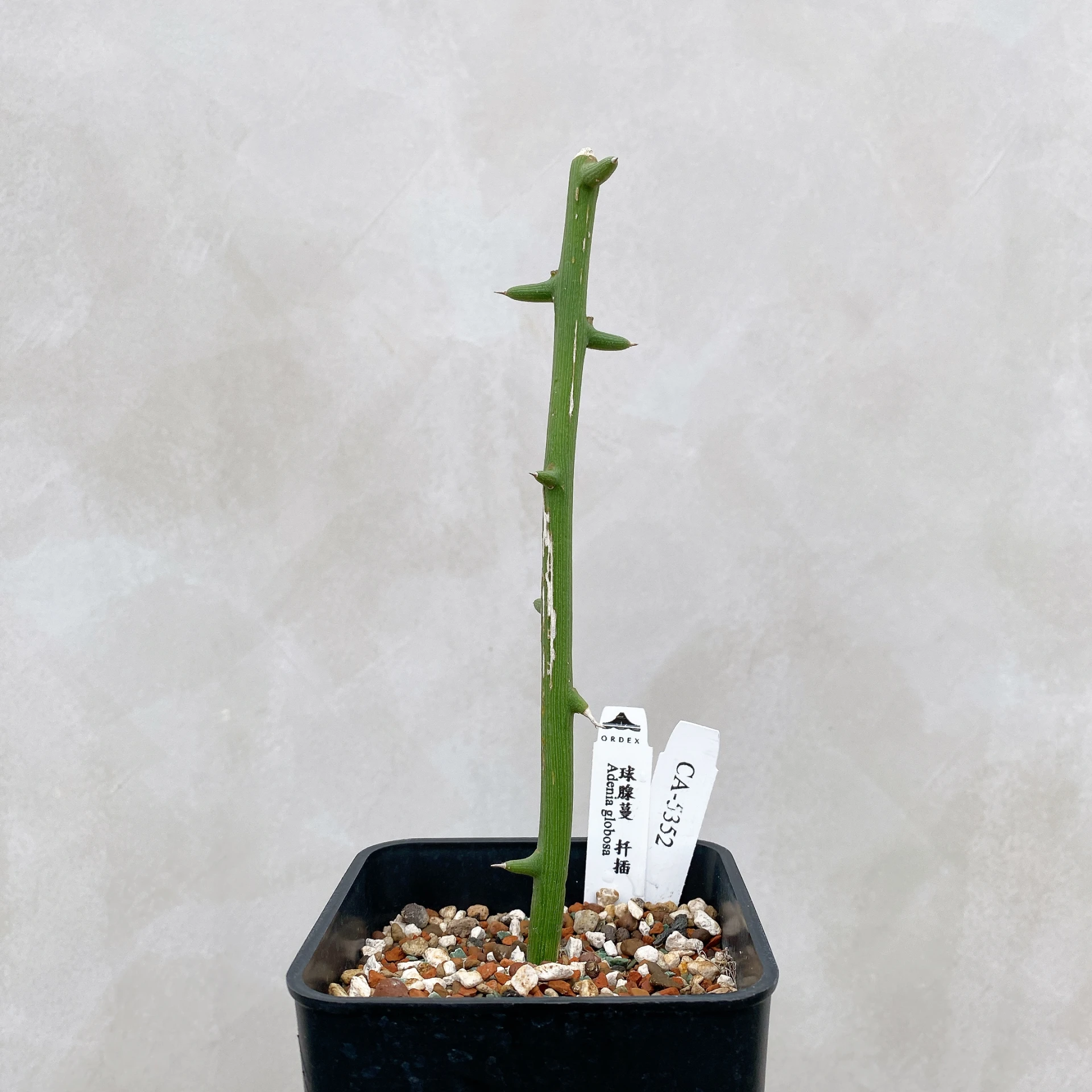 球腺蔓 Adenia globosa CA-5352