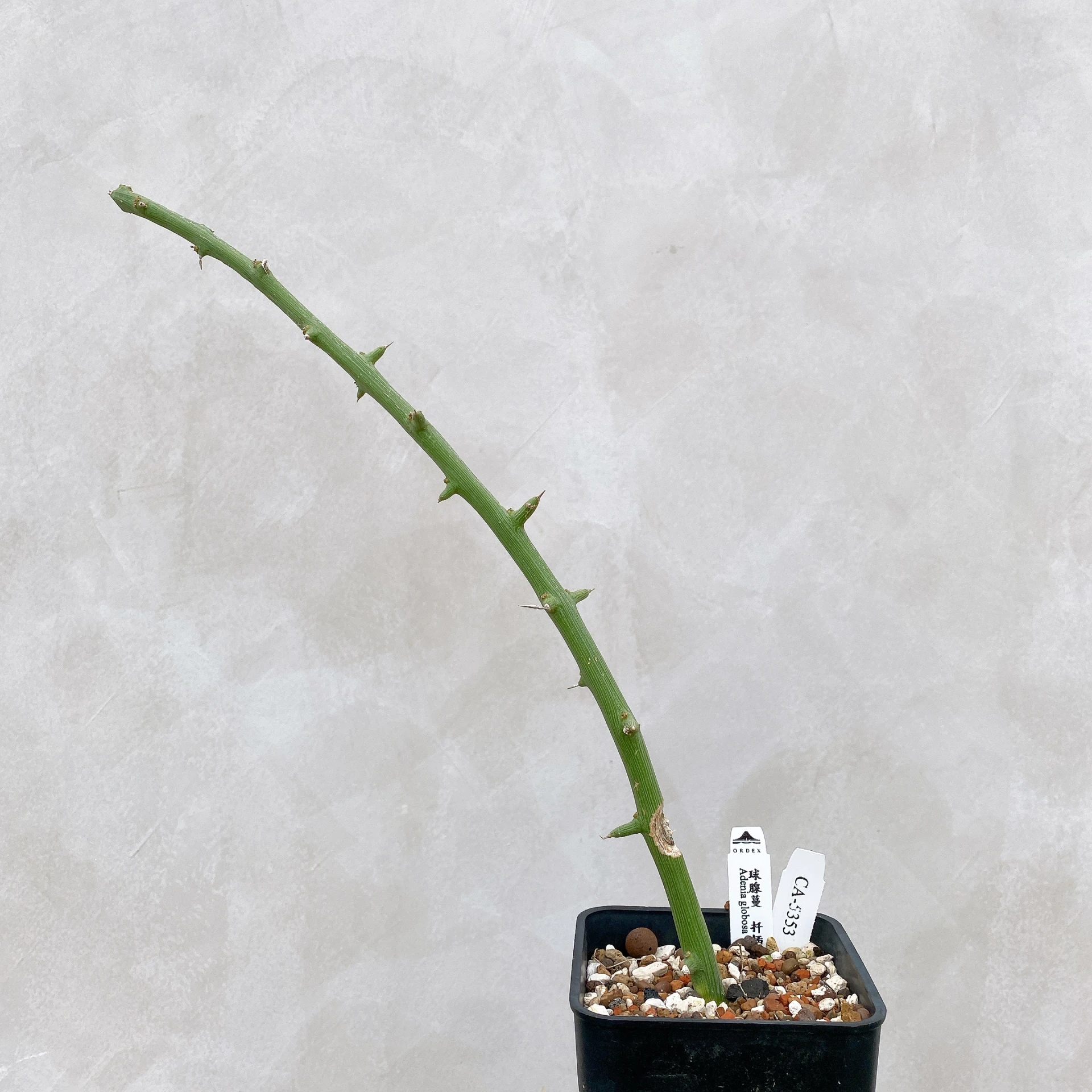 球腺蔓 Adenia globosa CA-5353
