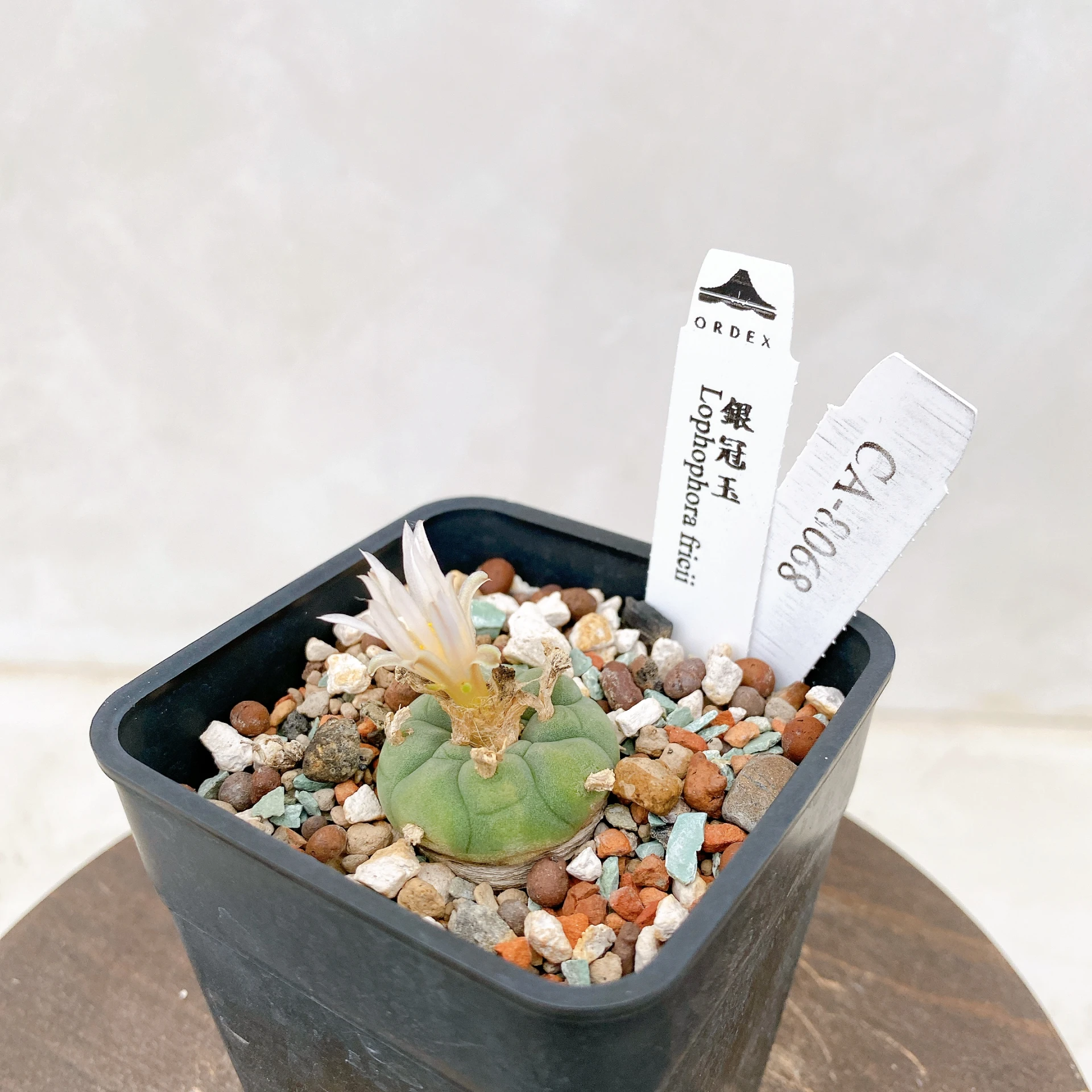 銀冠玉Lophophora fricii CA-8068 ORDEX 原生