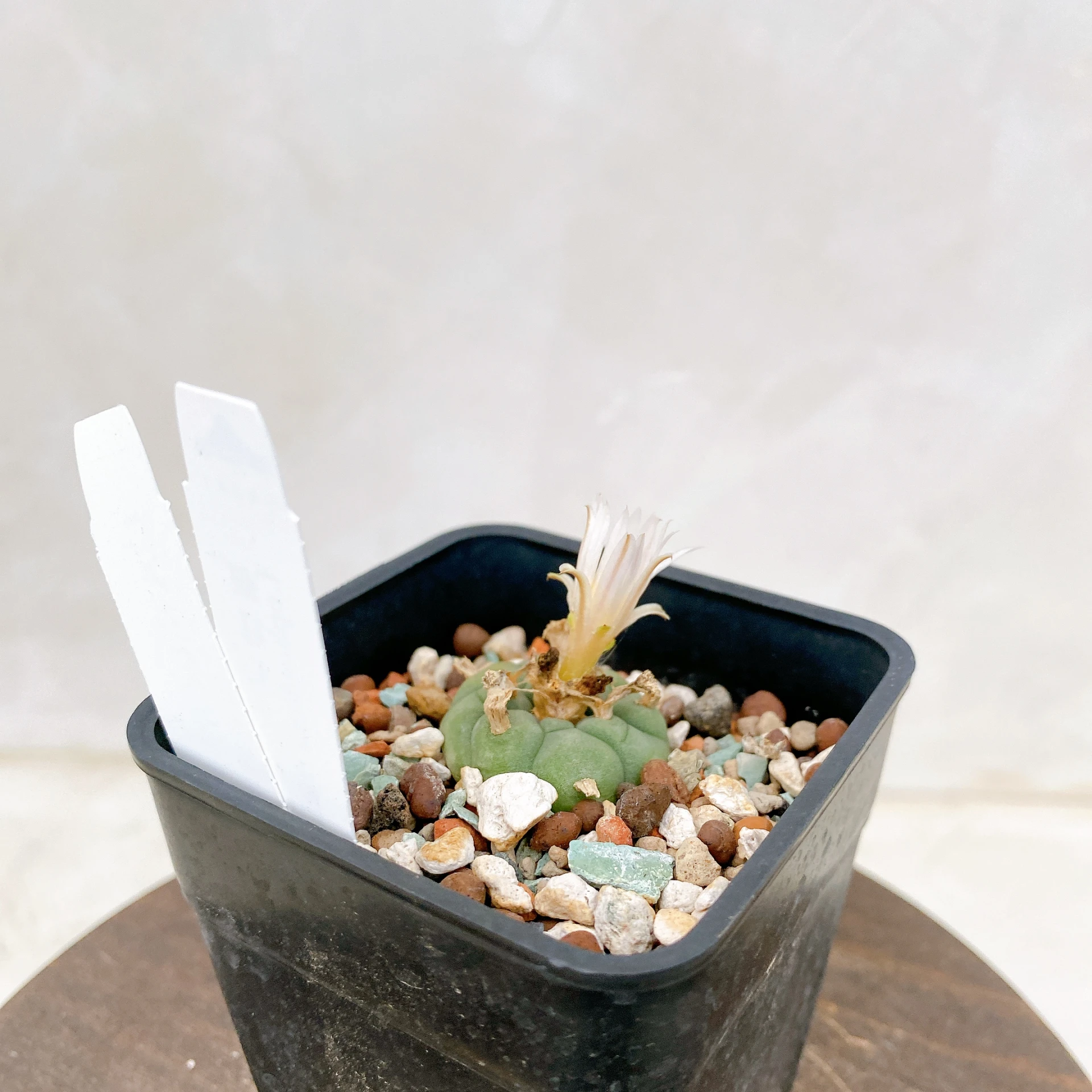 銀冠玉Lophophora fricii CA-8068 ORDEX 原生