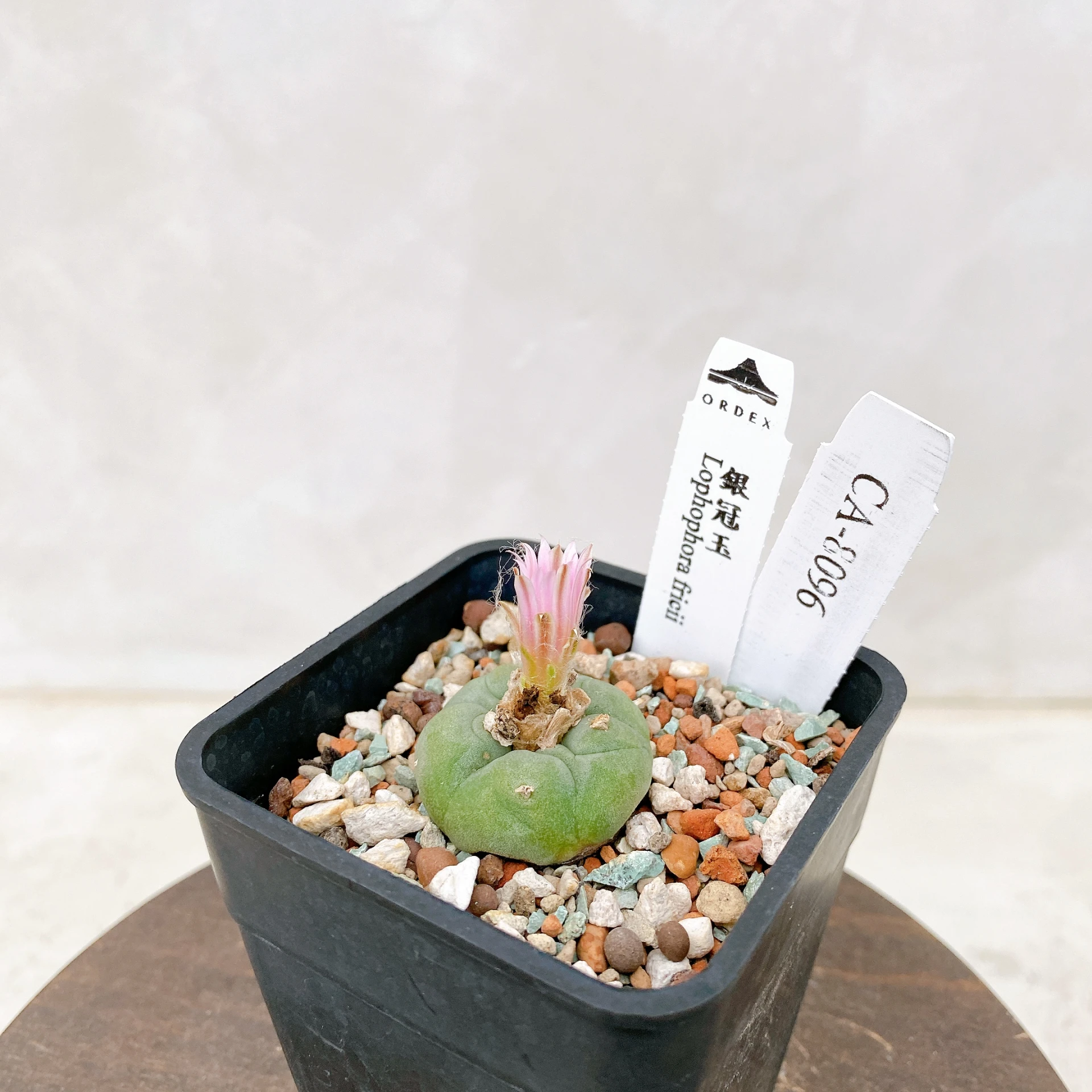 銀冠玉Lophophora fricii CA-8096 ORDEX 原生