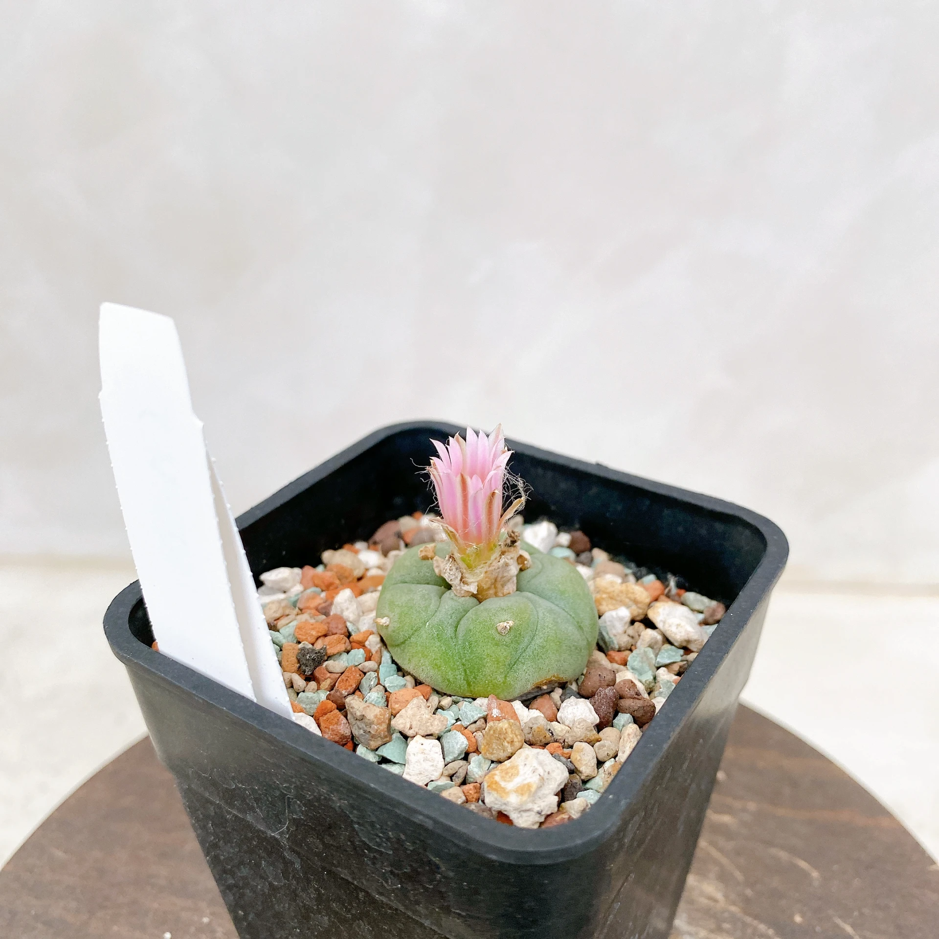 大型株 銀冠玉 Lophophora fricii 銀冠玉Lophophora fricii CA-8096 ORDEX 原生