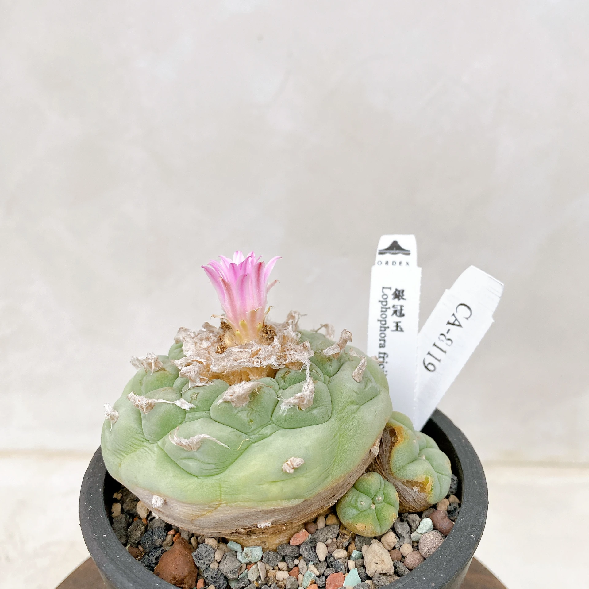 銀冠玉Lophophora fricii CA-8119 ORDEX 原生