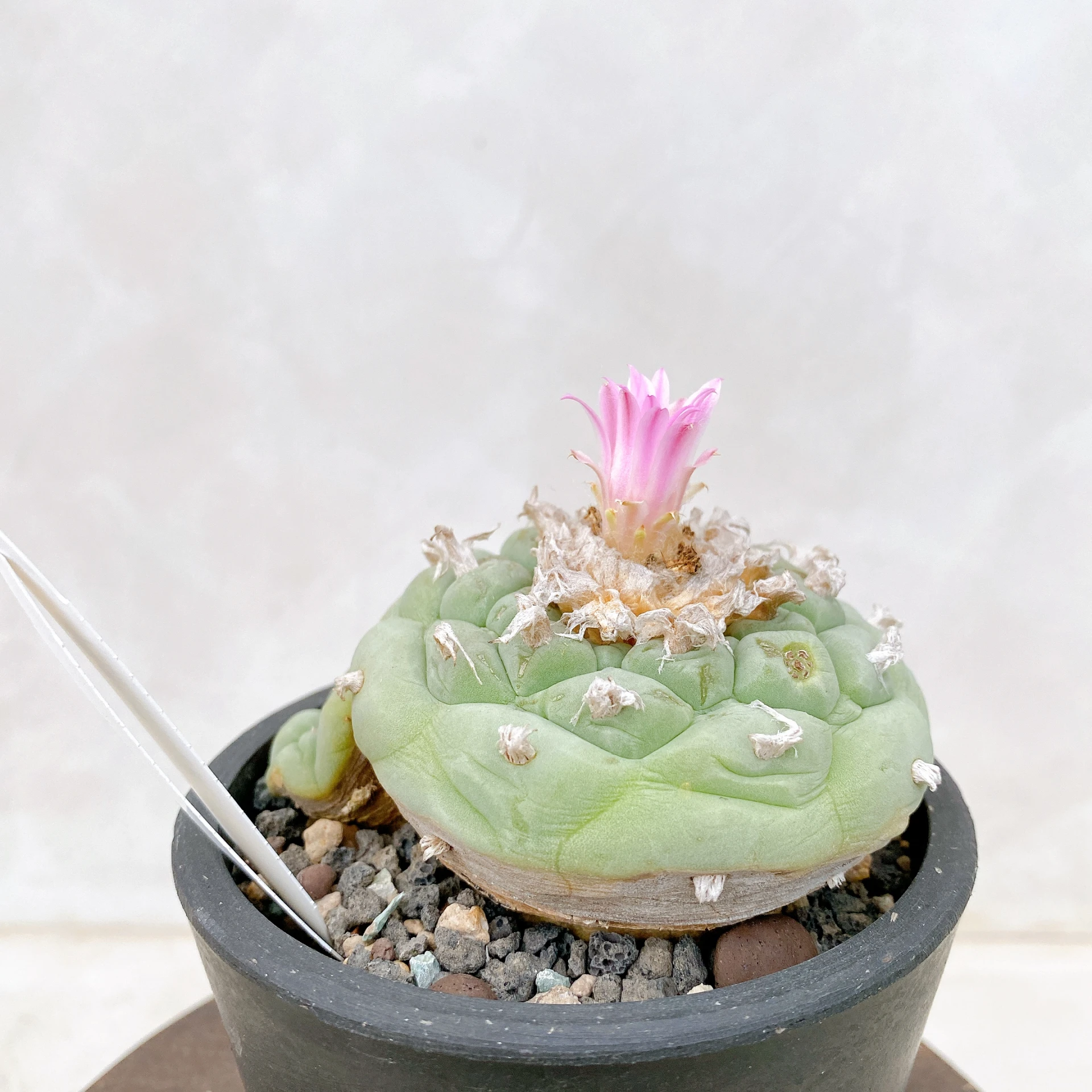 銀冠玉Lophophora fricii CA-8119 ORDEX 原生