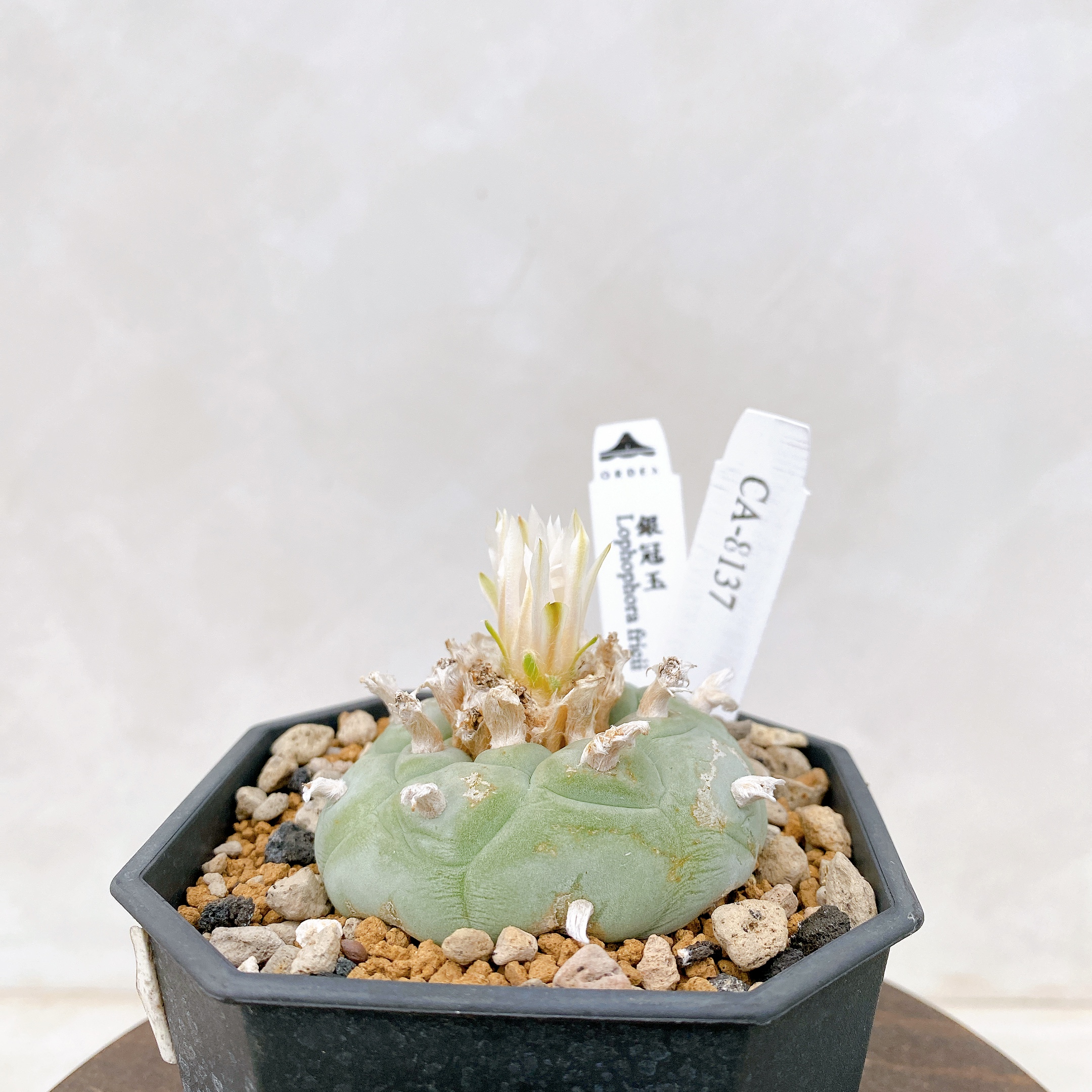 銀冠玉Lophophora fricii CA-8137 ORDEX 原生