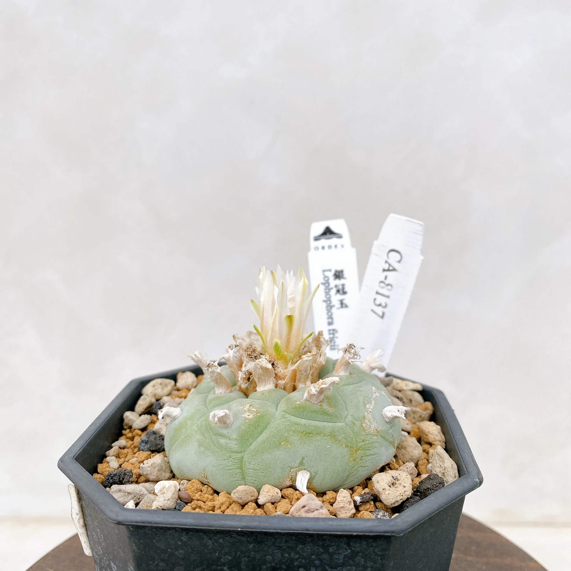 銀冠玉Lophophora fricii CA-8137 ORDEX 原生