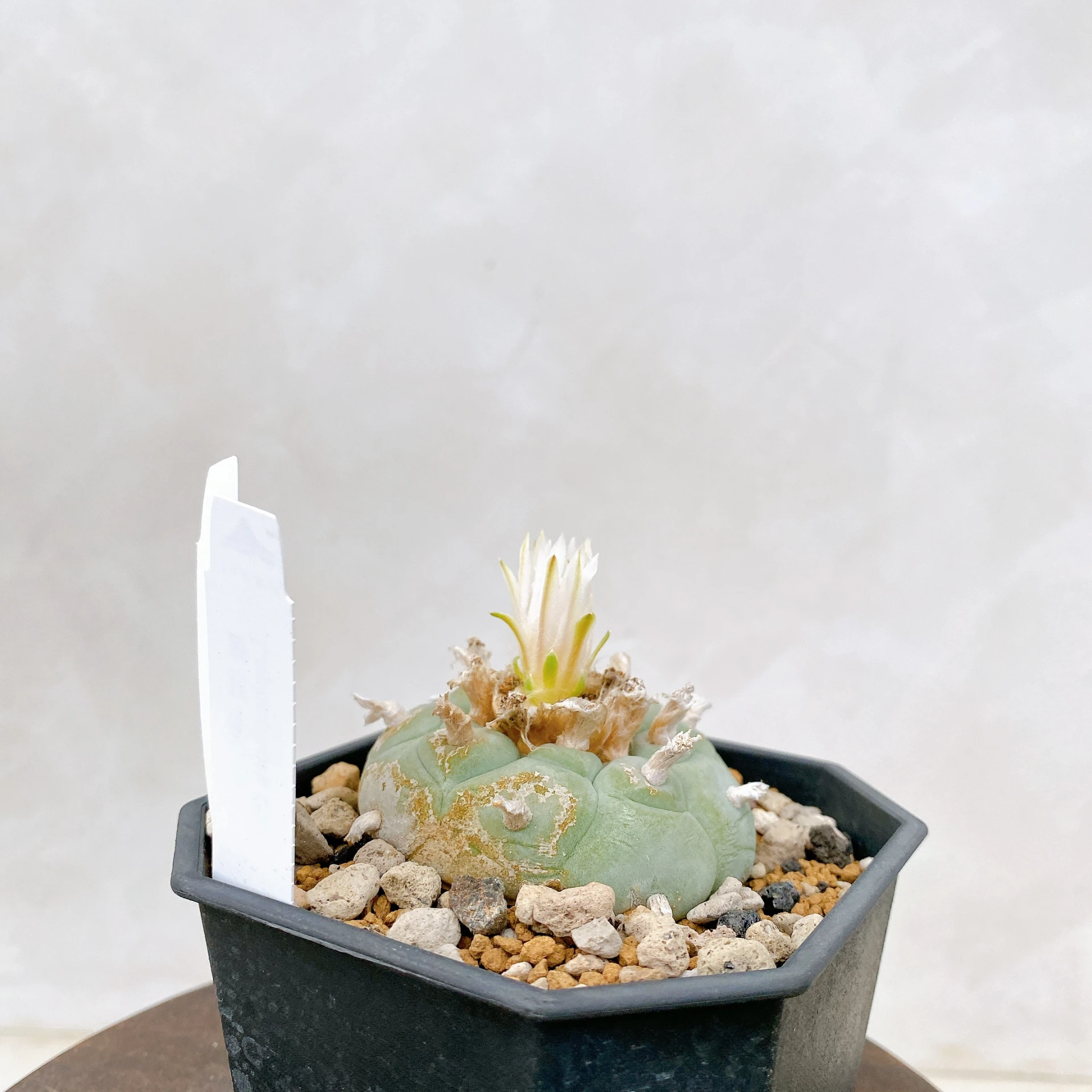 銀冠玉Lophophora fricii CA-8137 ORDEX 原生