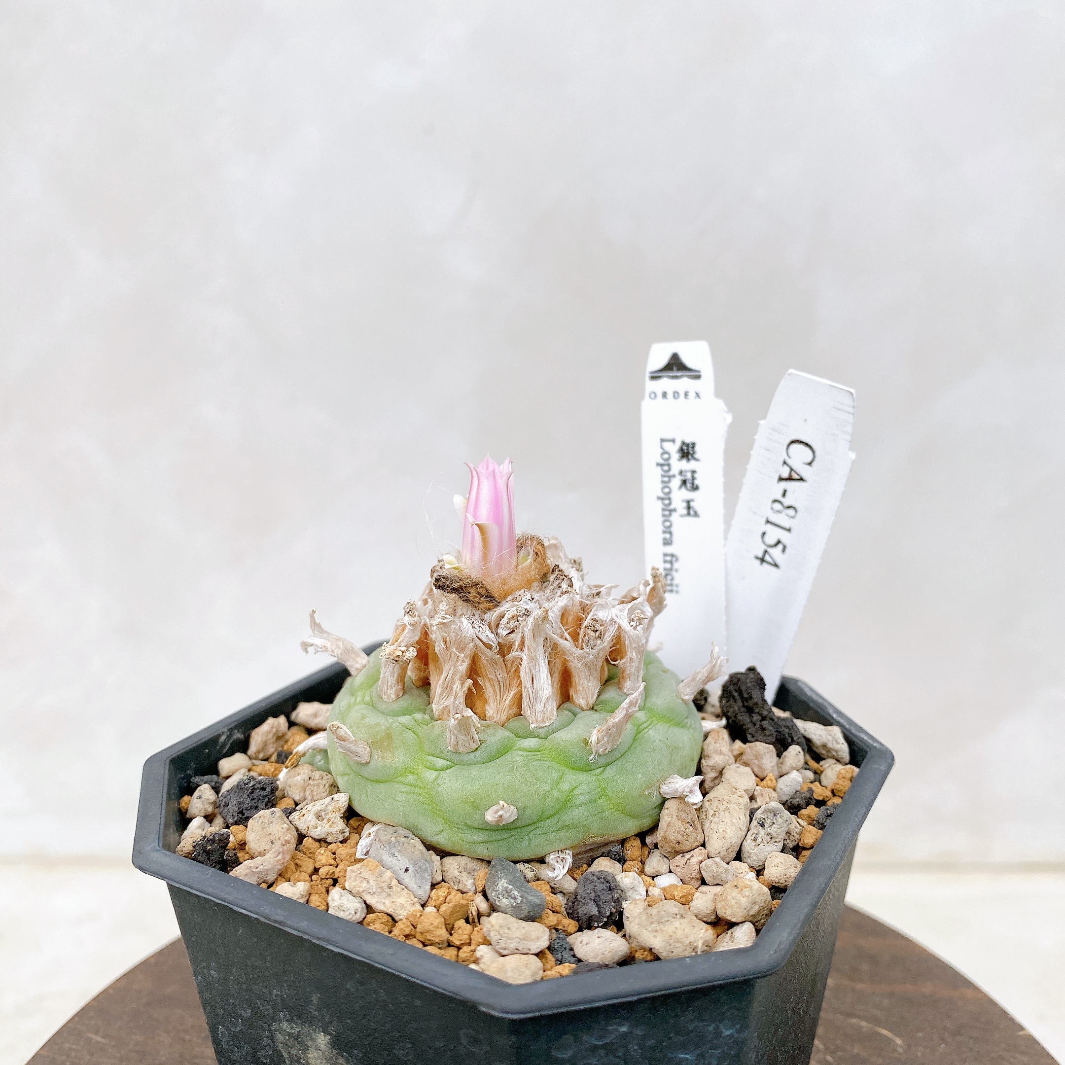 銀冠玉Lophophora fricii CA-8154 ORDEX 原生