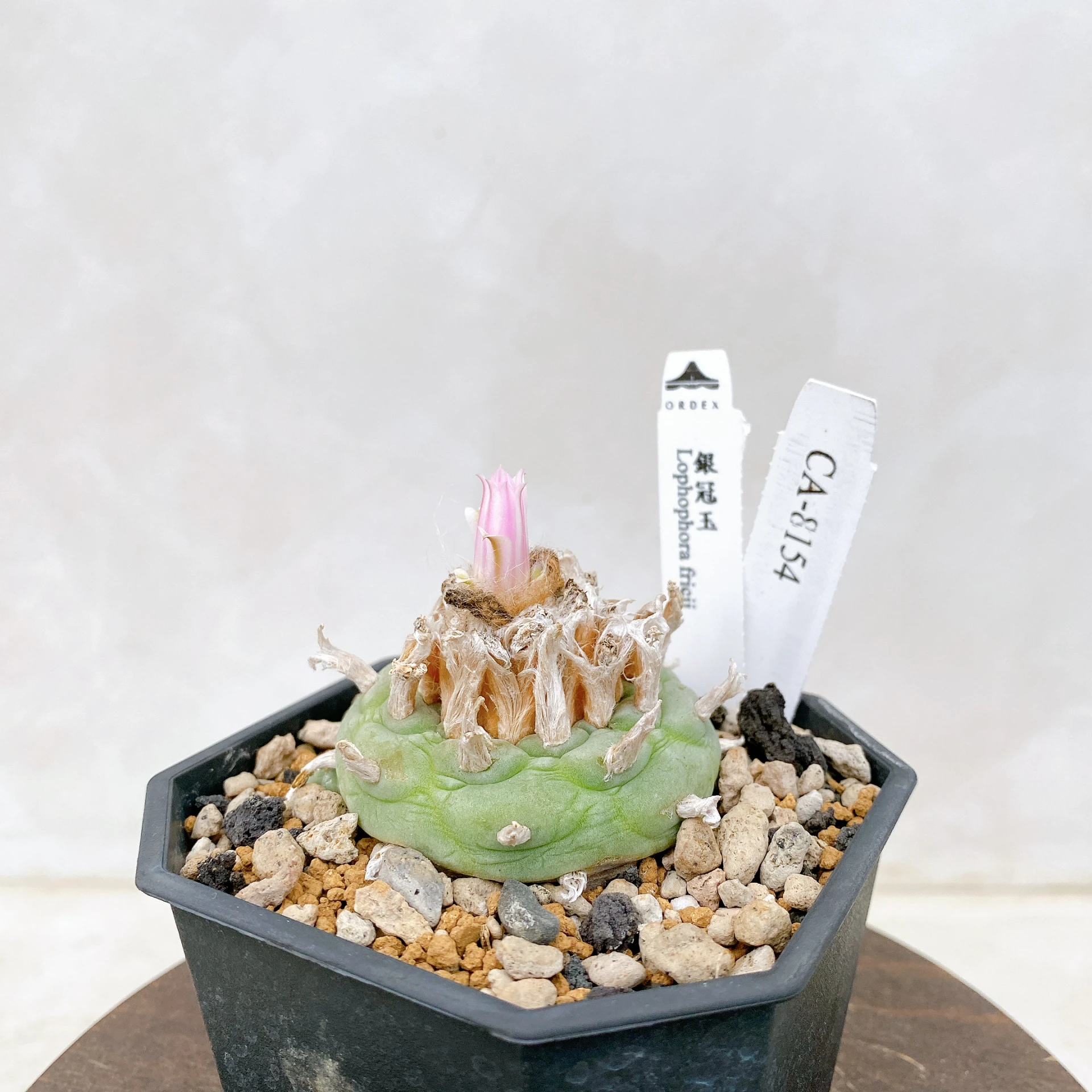 銀冠玉Lophophora fricii CA-8154 ORDEX 原生