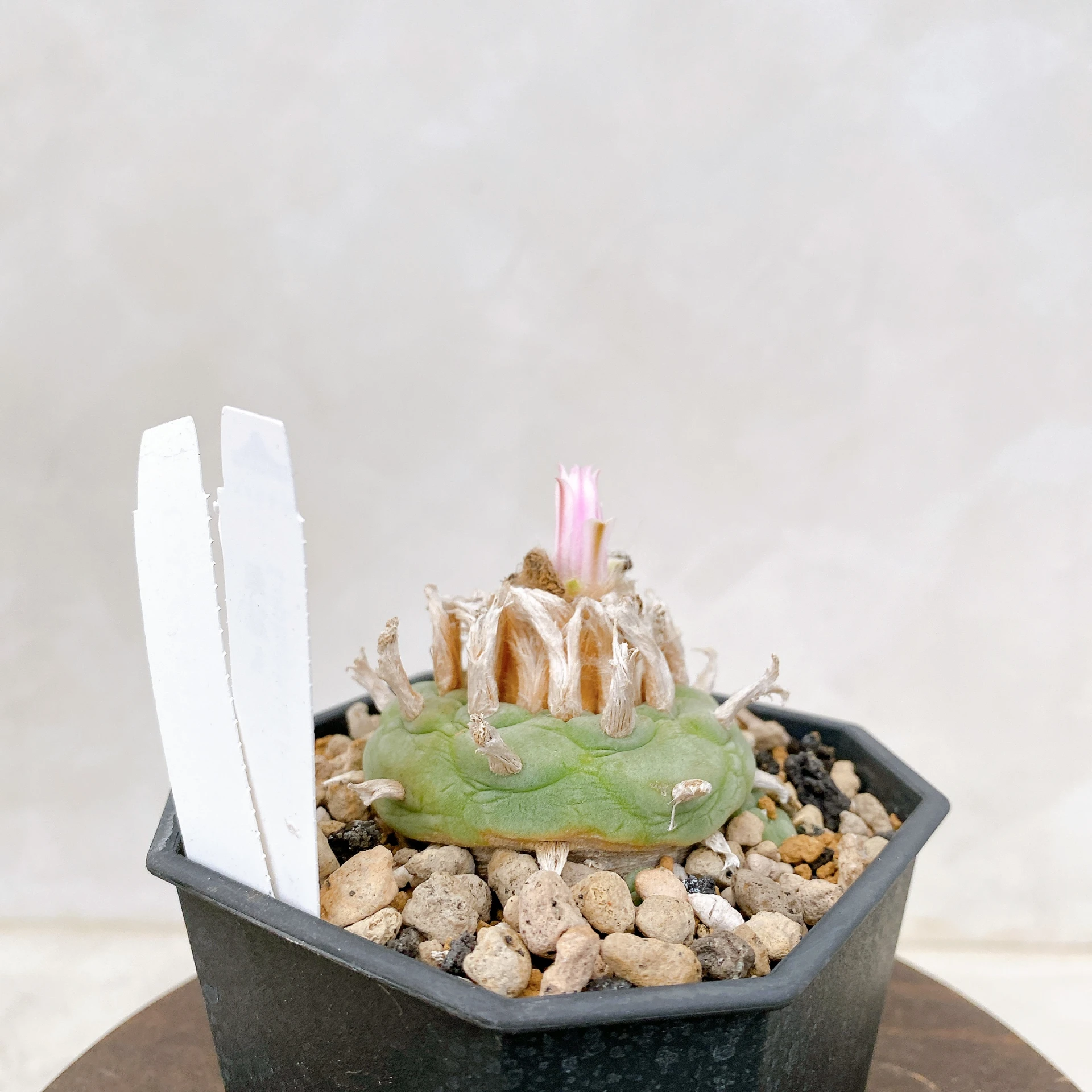 銀冠玉Lophophora fricii CA-8154 ORDEX 原生