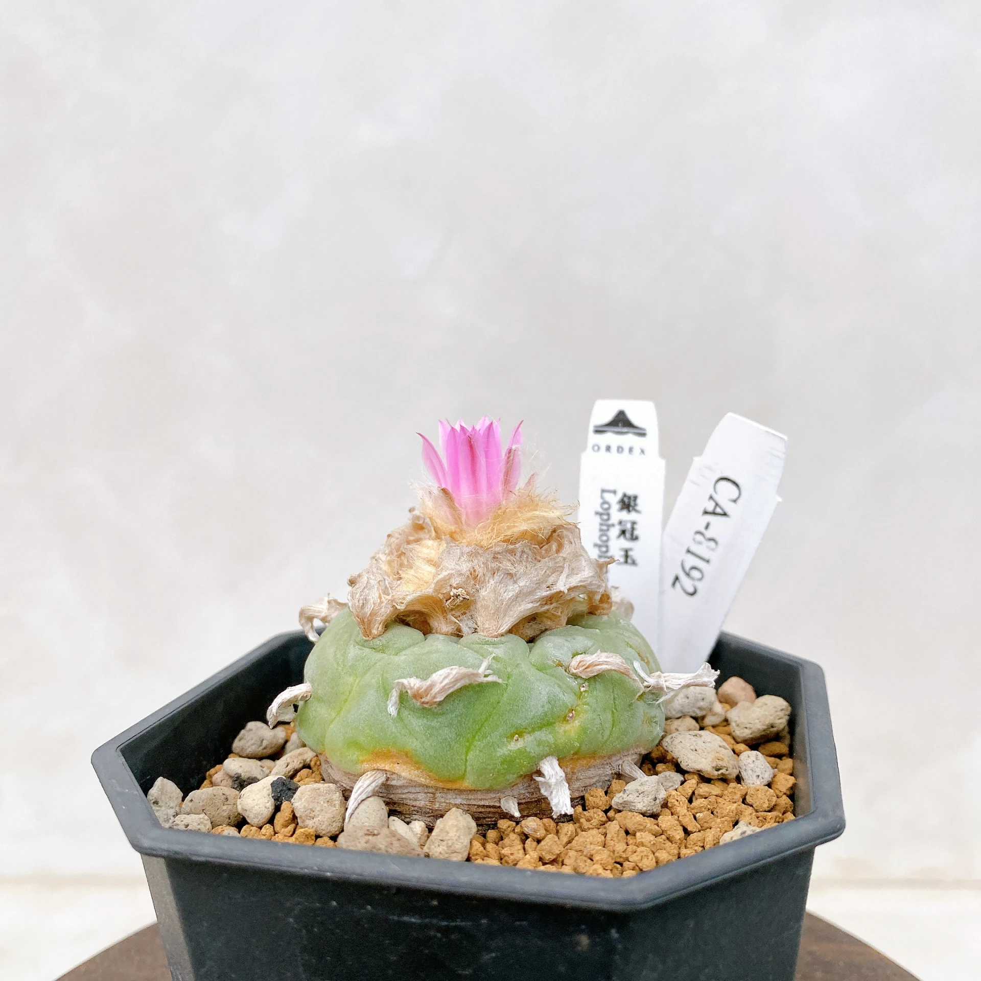 銀冠玉Lophophora fricii CA-8192 ORDEX 原生