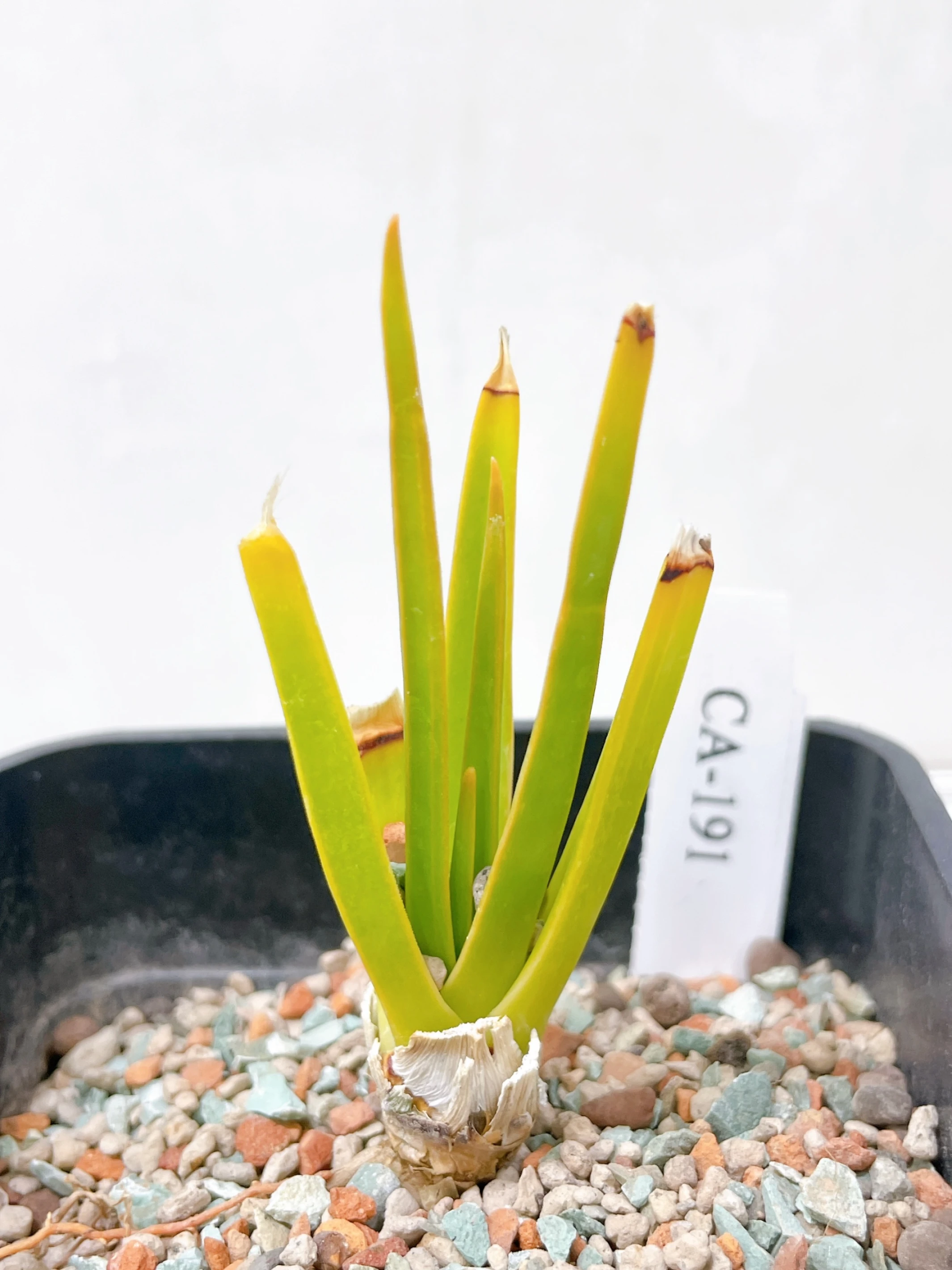 索科特拉龍血樹Dracaena cinnabari  CA-191