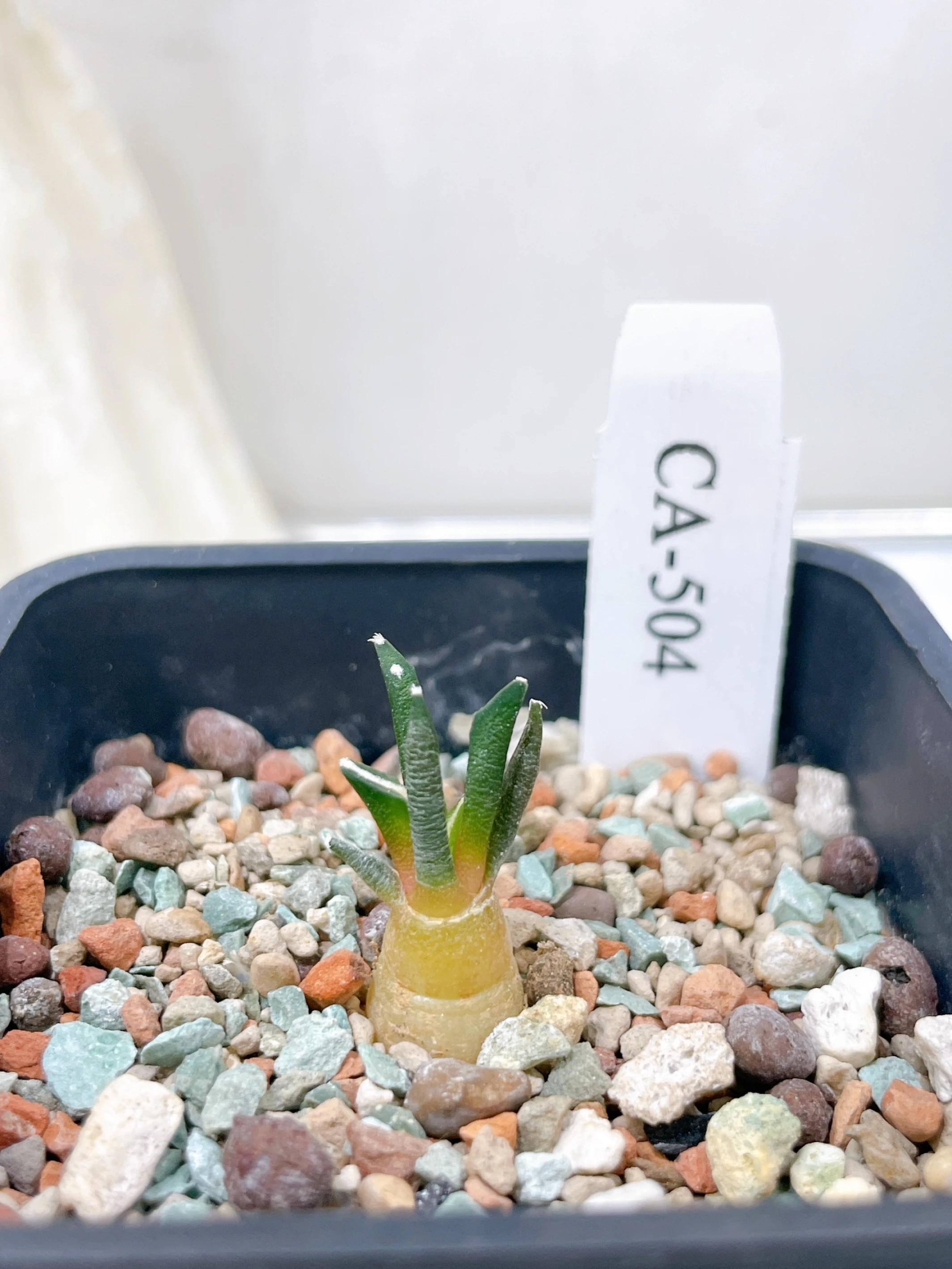 黑牡丹 Ariocarpus kotschoubeyanus CA-504