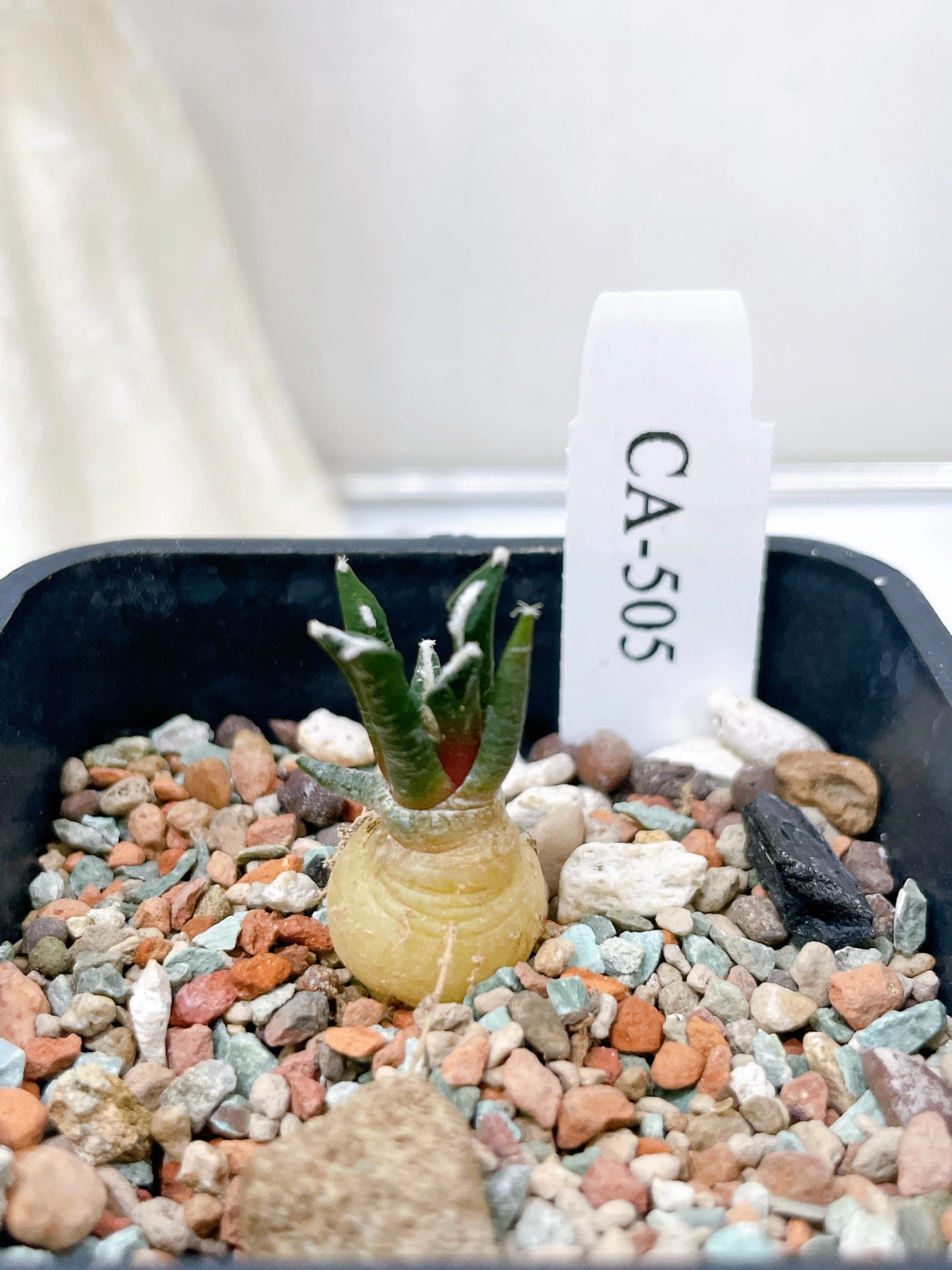 黑牡丹 Ariocarpus kotschoubeyanus CA-505