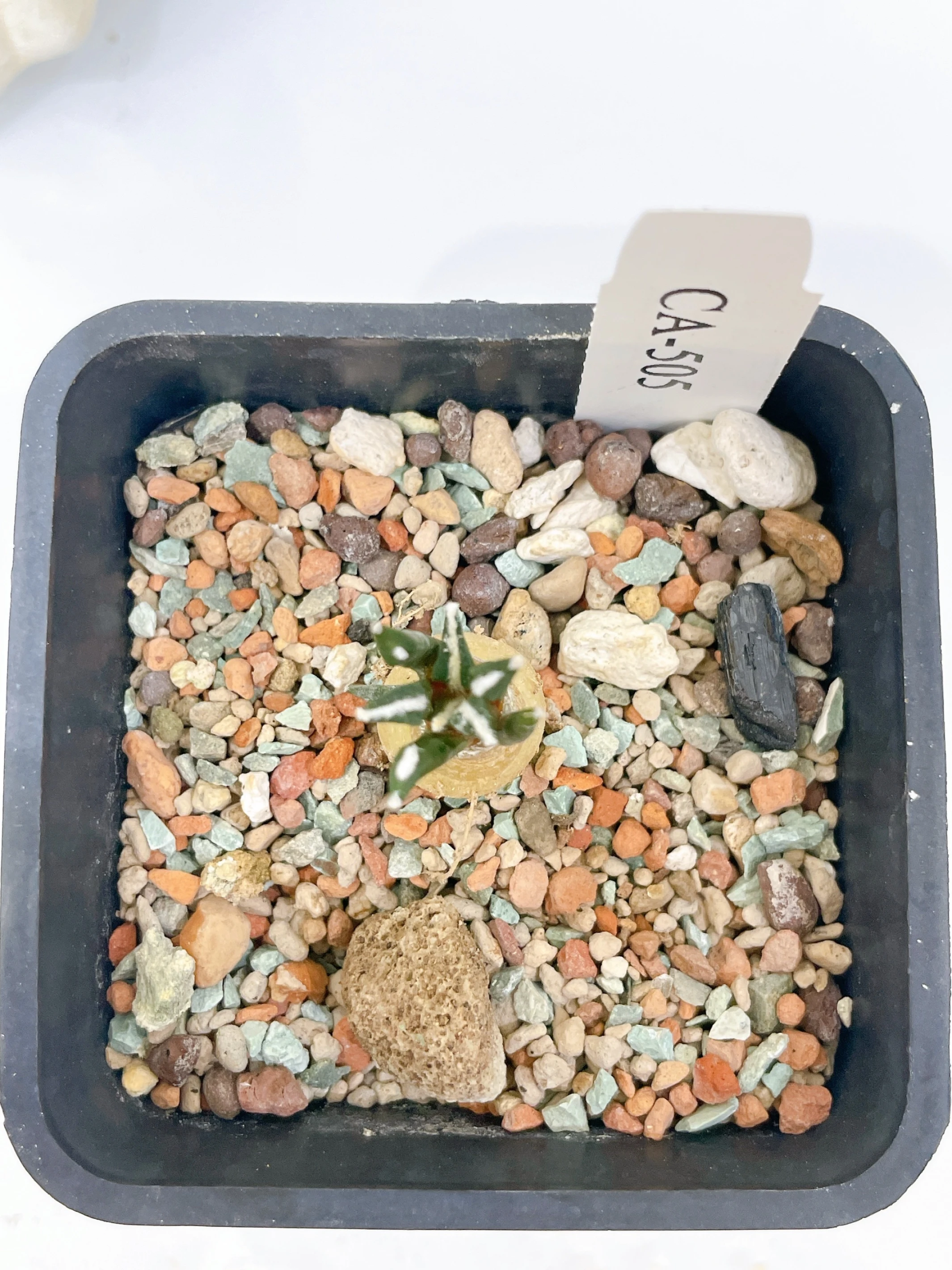 黑牡丹 Ariocarpus kotschoubeyanus CA-505