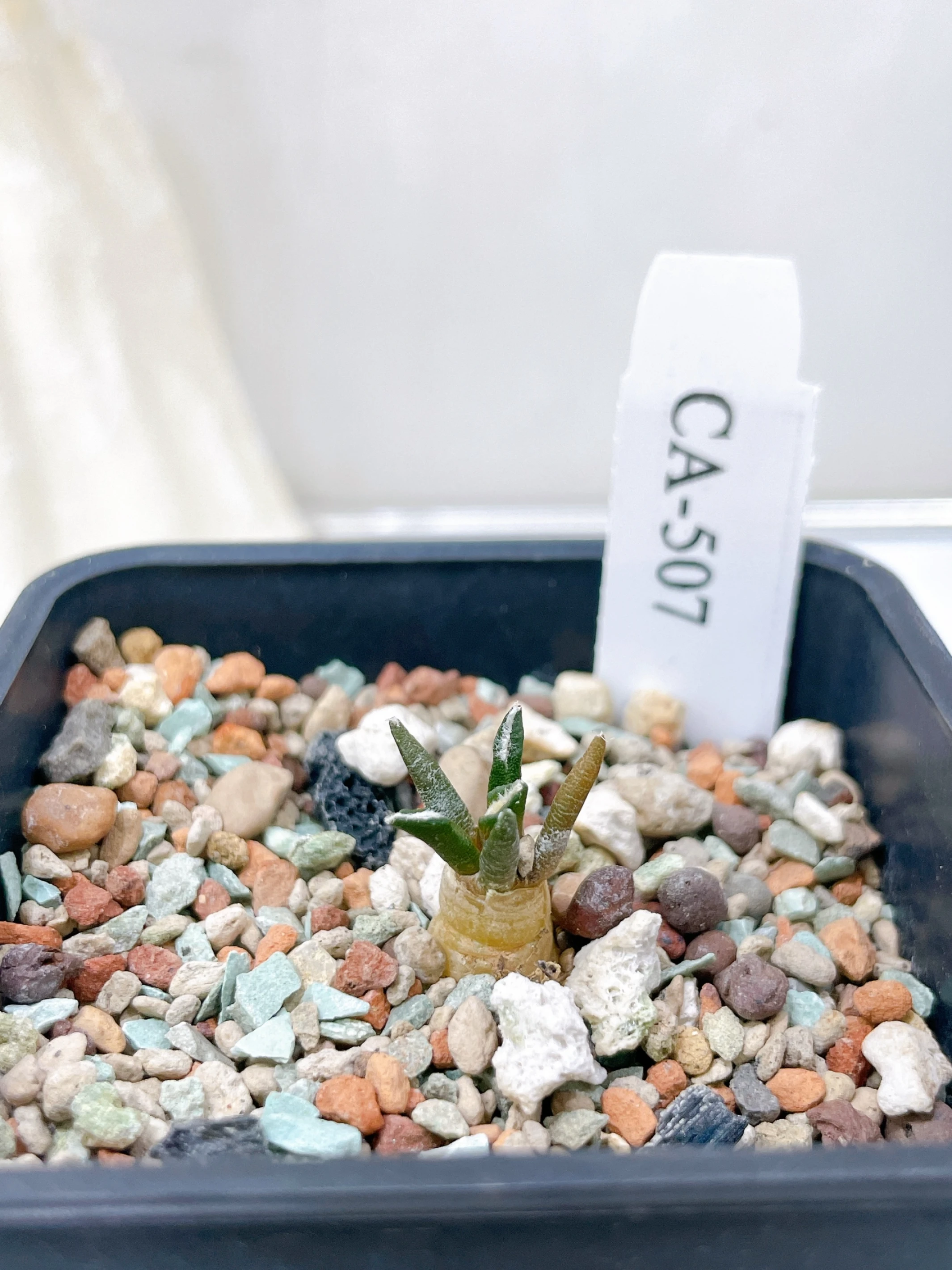 黑牡丹 Ariocarpus kotschoubeyanus CA-507