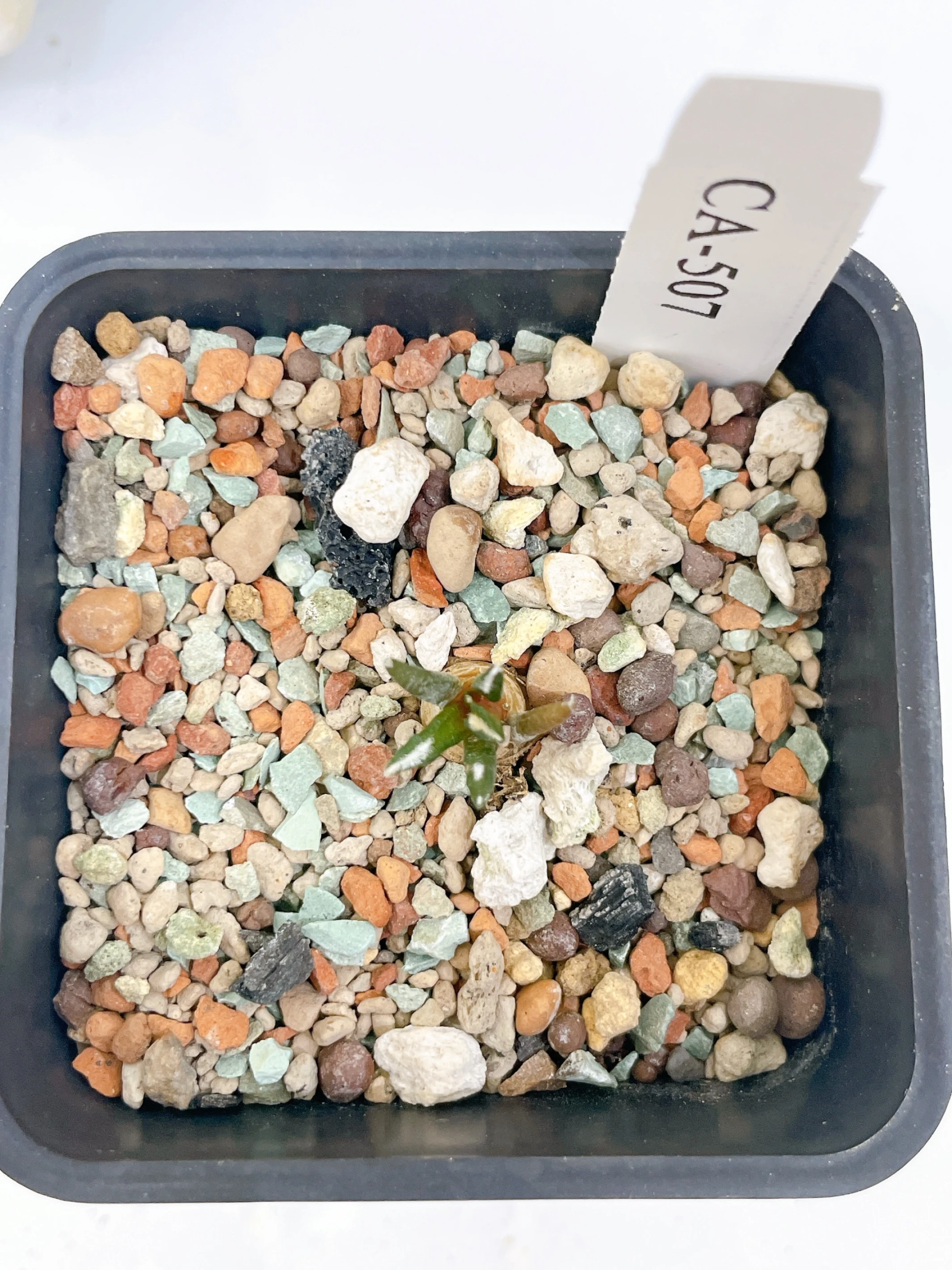黑牡丹 Ariocarpus kotschoubeyanus CA-507