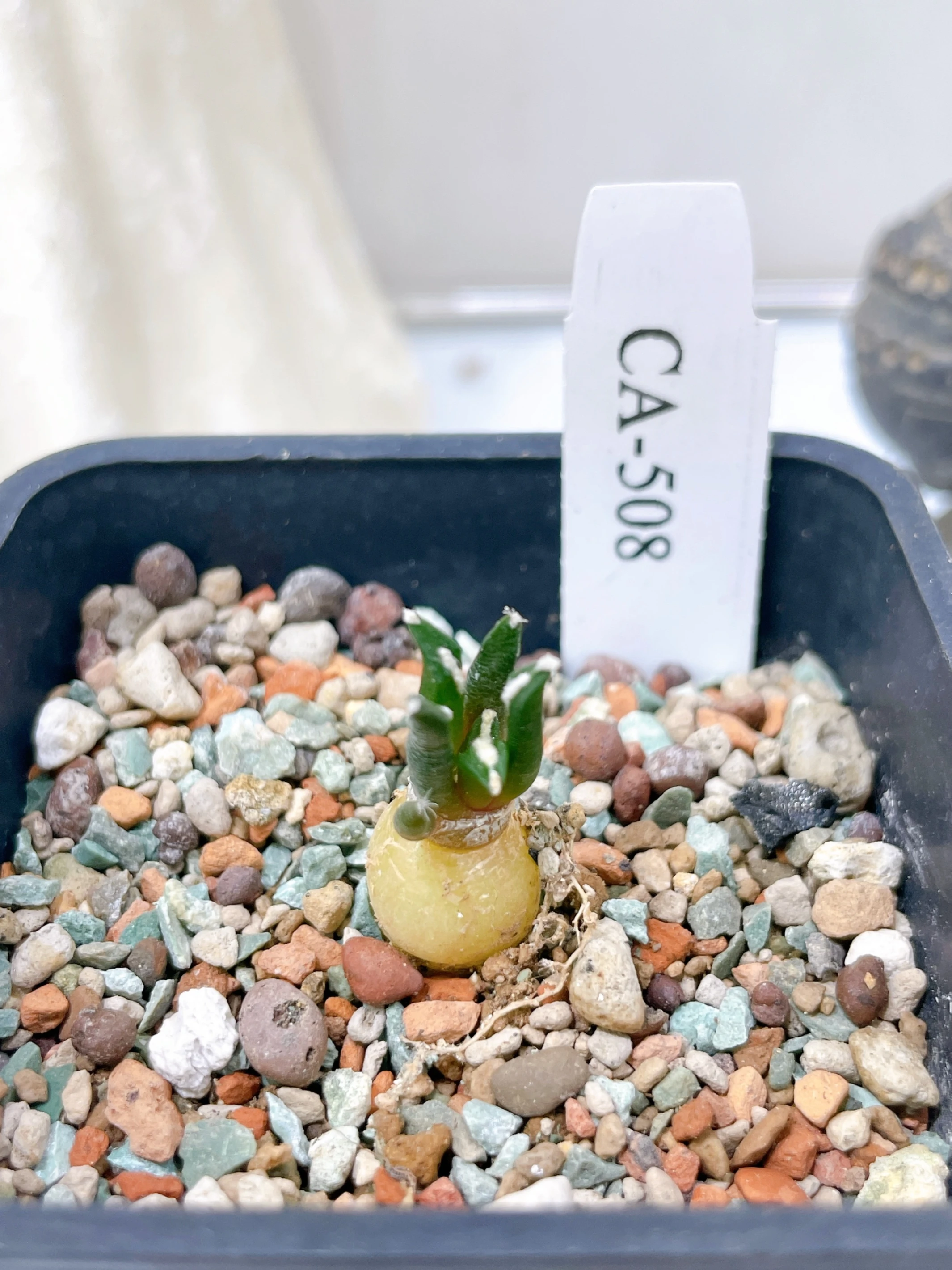 黑牡丹 Ariocarpus kotschoubeyanus CA-508